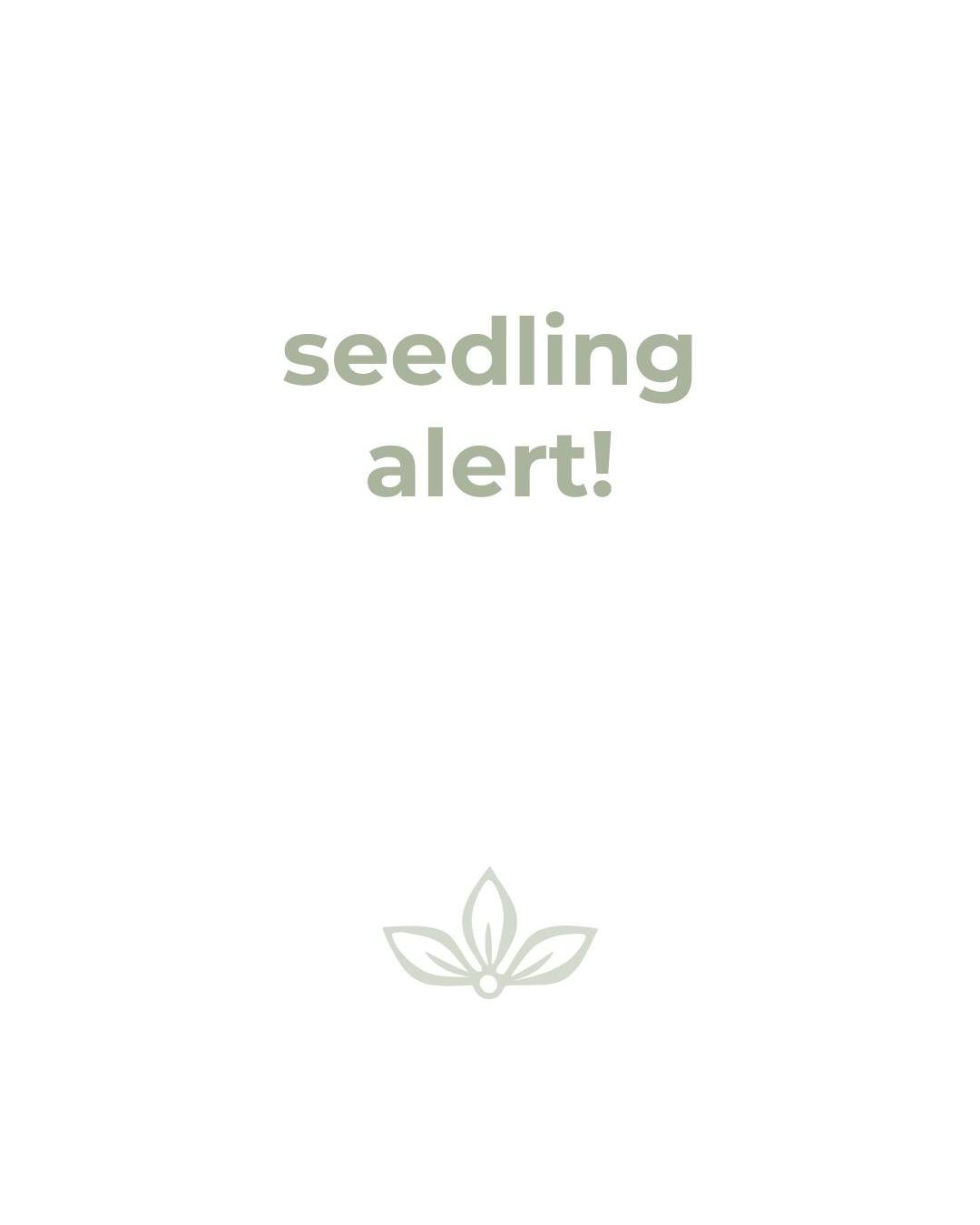 This Sunday is your chance to get your hands on some awesome healthy seedlings.

I've grown a whole heap of seedlings to donate to Hospice to be sold at their Point Wells Home and Garden Tour this Sunday.

The plant stall is being held at my flower f