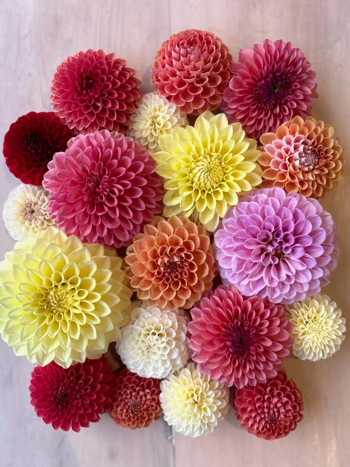 I&rsquo;ve just introduced the Flower-Farmer-In-Training to the concept of a flat-lay. We did this one together - it was more fun than he was expecting!

These are some of my new dahlia seedlings from seed planted this year. I spent some time today n