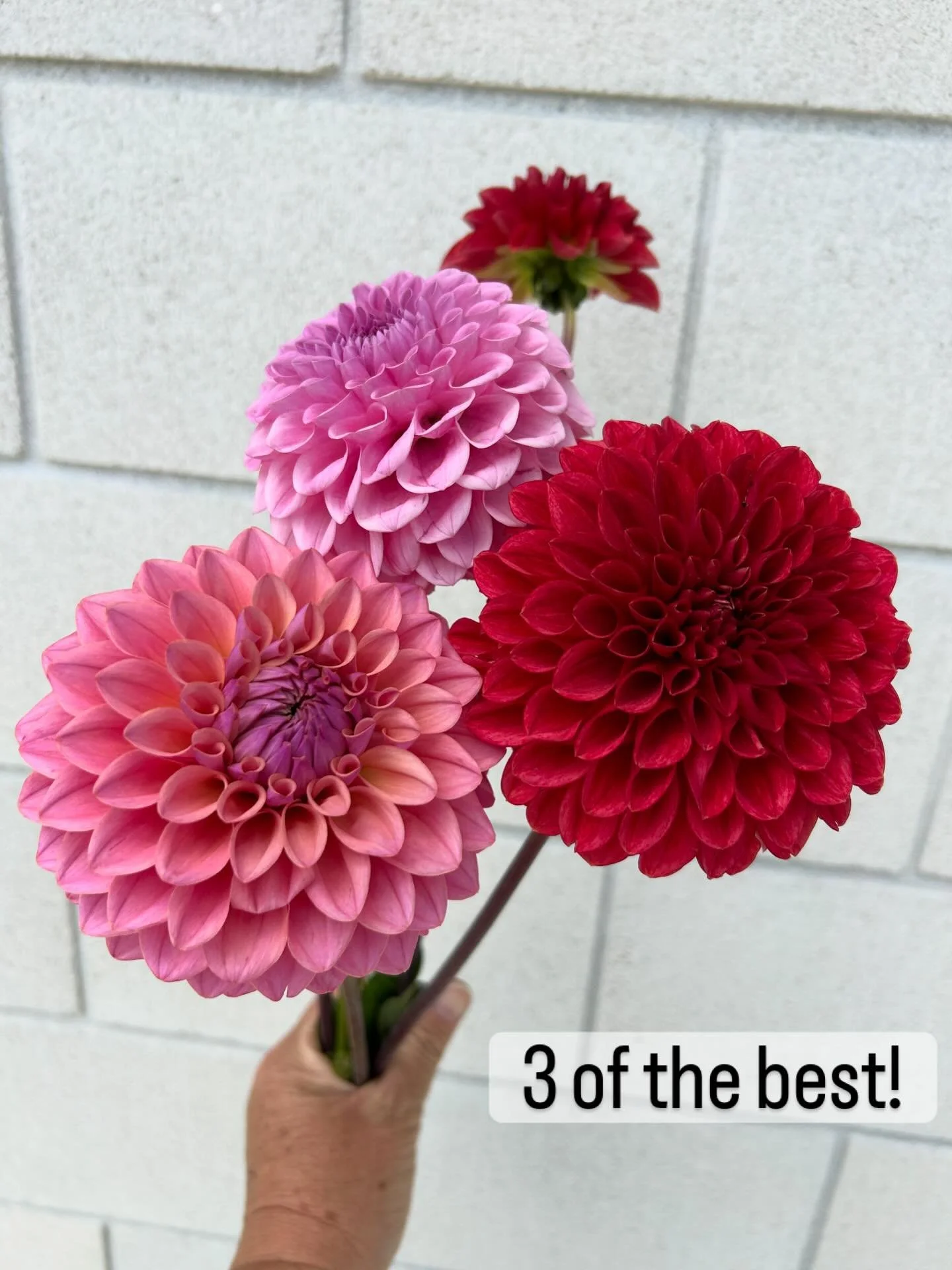 I&rsquo;ve been doing minimal harvests over the last week while we&rsquo;ve had family staying (I give myself a limit of 2 hours to pick). It&rsquo;s been a really interesting exercise to see what I instinctively always pick, and what I leave on the 