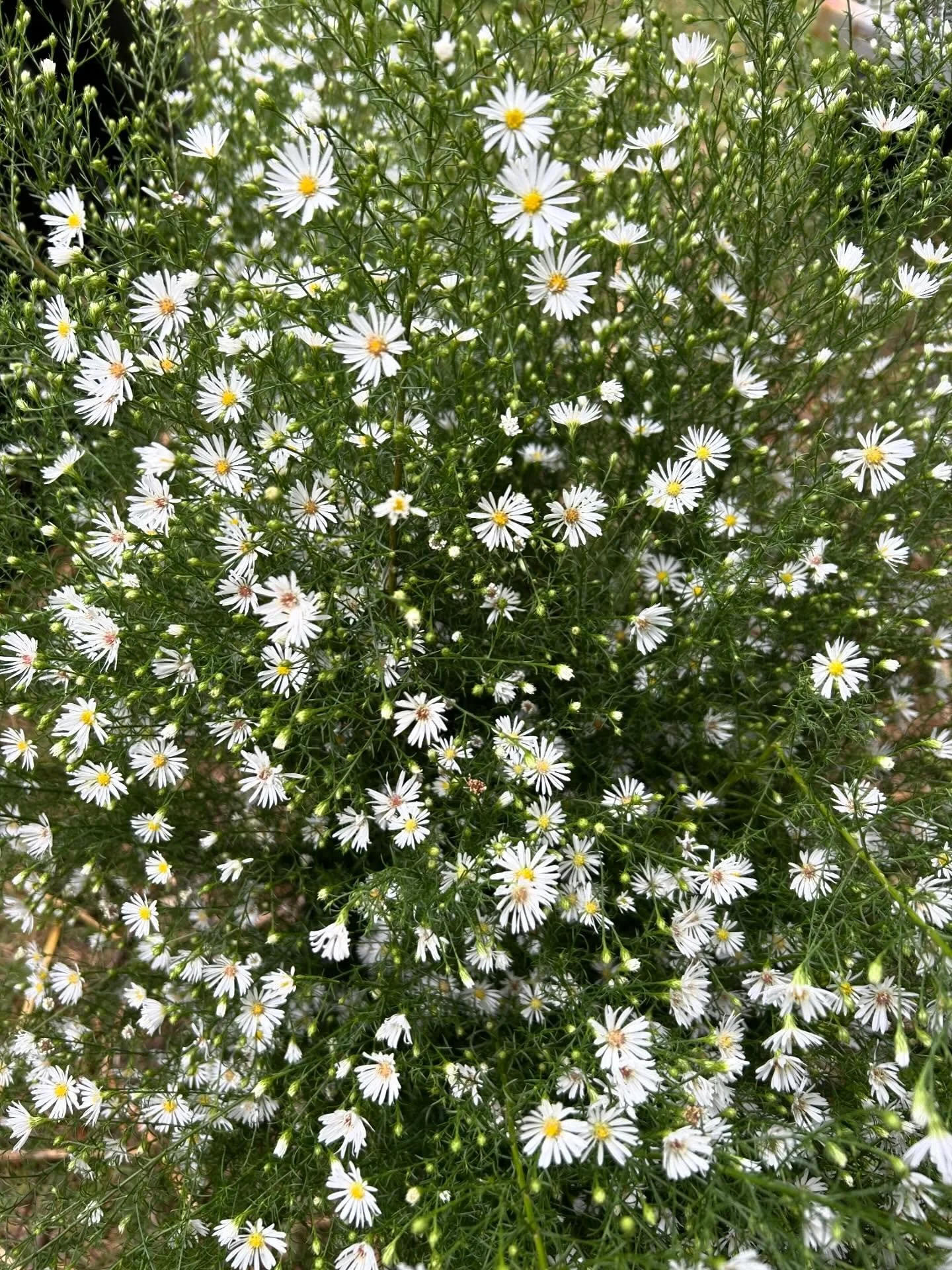 I&rsquo;ve had lots of questions and comments about this boltonia I posted in my stories yesterday.

As far as I&rsquo;m aware, there are several different types but often sold under the same name (Boltonia asteroides). This particular one is from a 