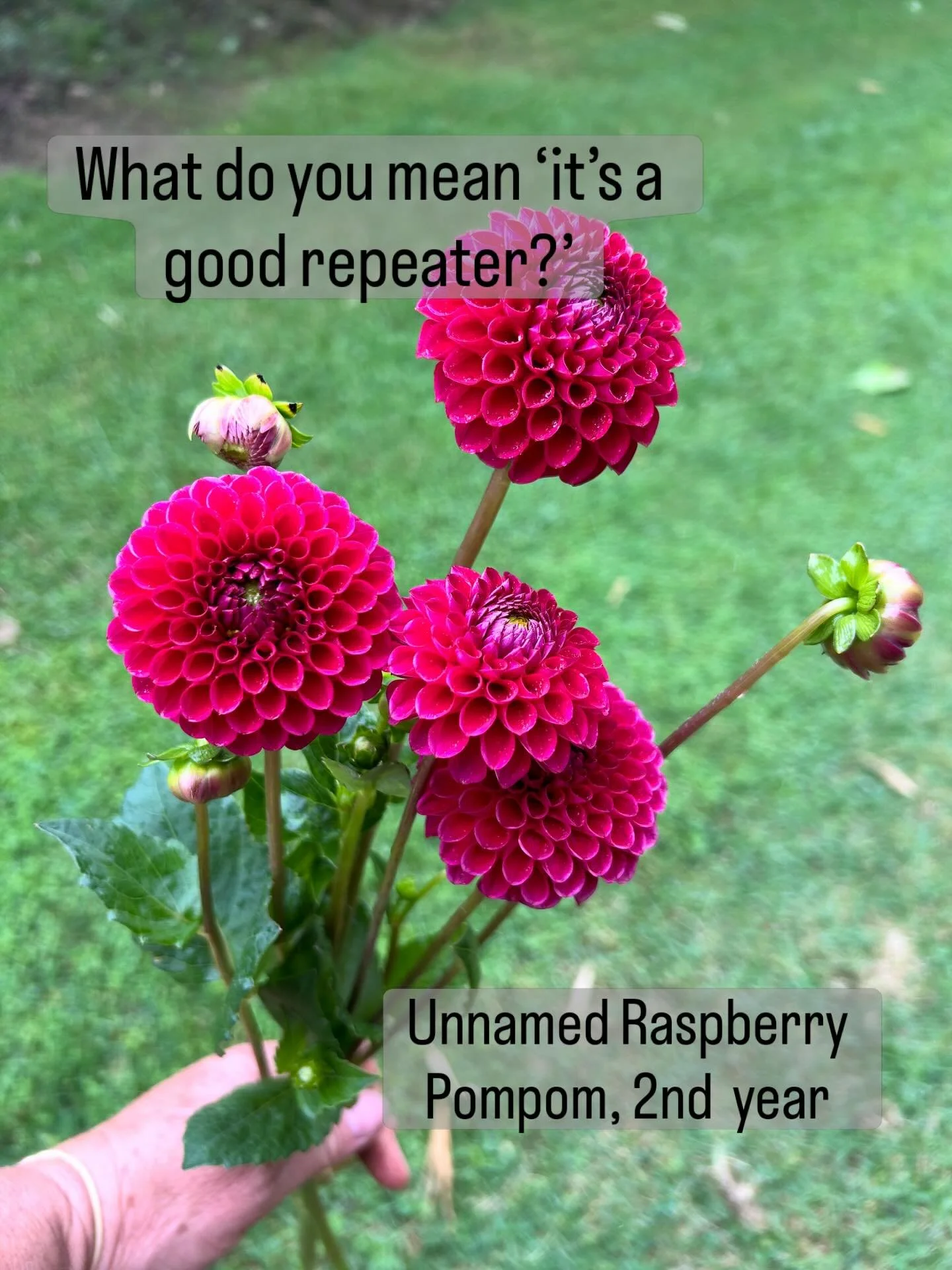 You might have heard me call some of my dahlias &lsquo;good repeaters&rsquo;.
 
Not sure if this is an official term, but it&rsquo;s how I describe varieties that give a good second round of long strong stems (usually 3-4 weeks after their first flus