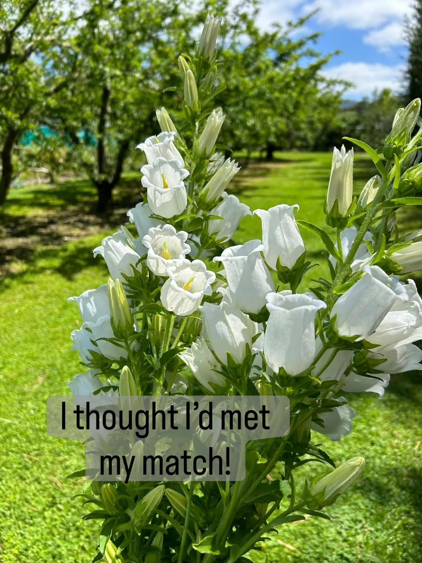 You might think that having hundreds of thousands of seedlings passing through my hands each year, that I don&rsquo;t grow my own seedlings from seed anymore!

Wrong!

I still grow almost all of my own &lsquo;easy&rsquo; ones like stock, bells of Ire