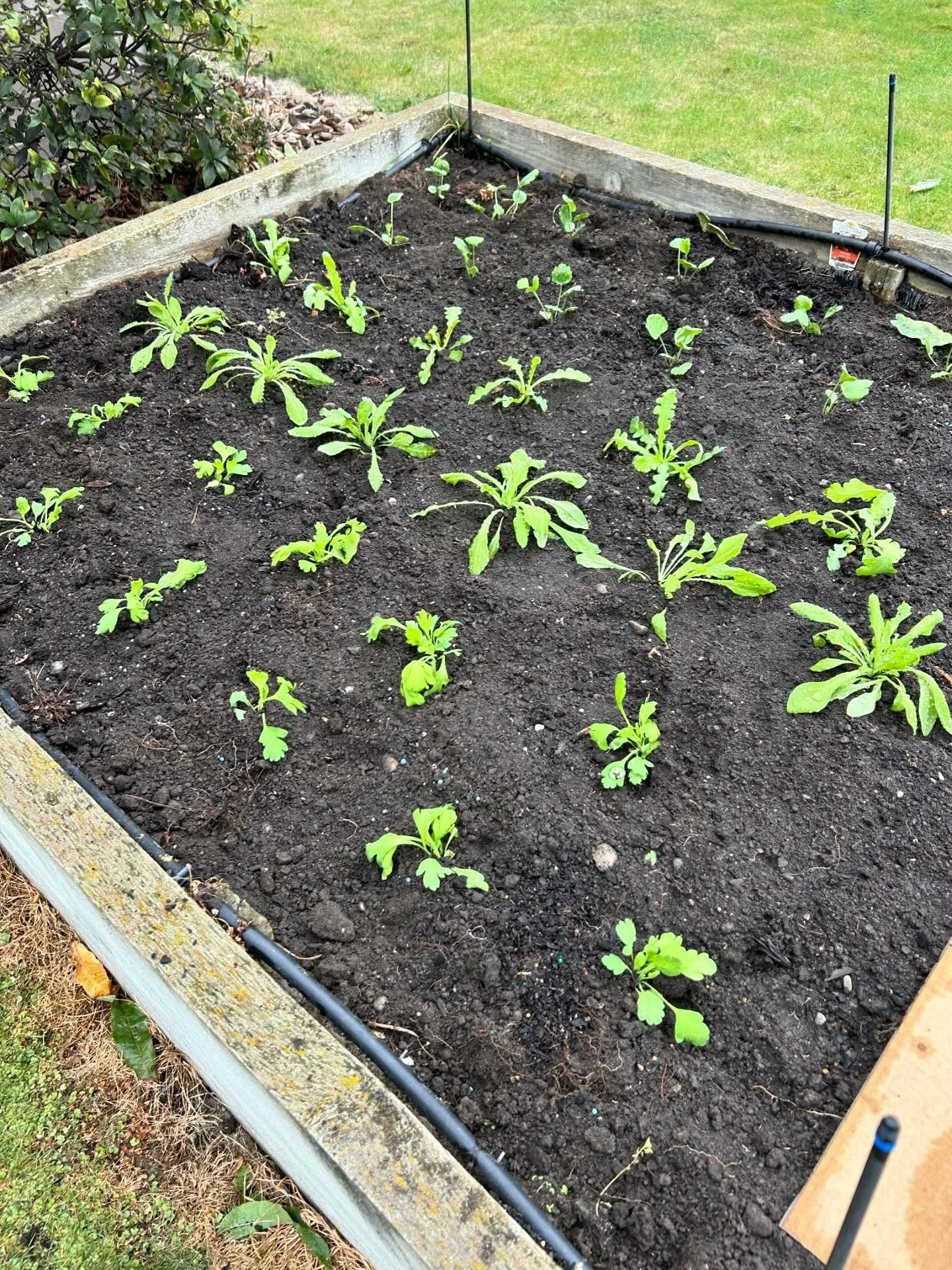 The satisfaction of a freshly prepared and planted cut flower patch!

My daughter has purchased her first home and was thrilled that it has a couple of raised garden beds. 

We managed to get them cleared and planted during a flying visit this weeken