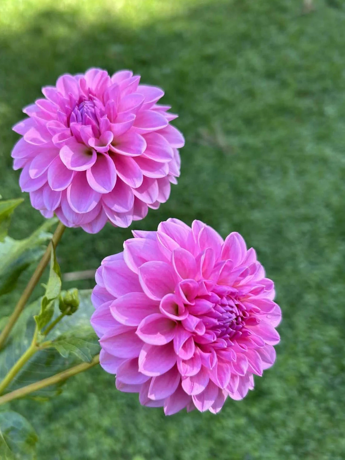 Flora's You are Special