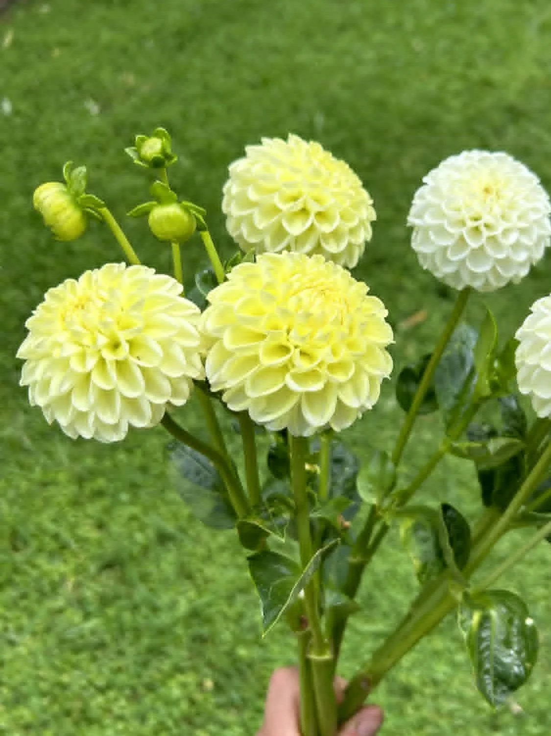 Flora's Honey and Pearl (probably Honey)