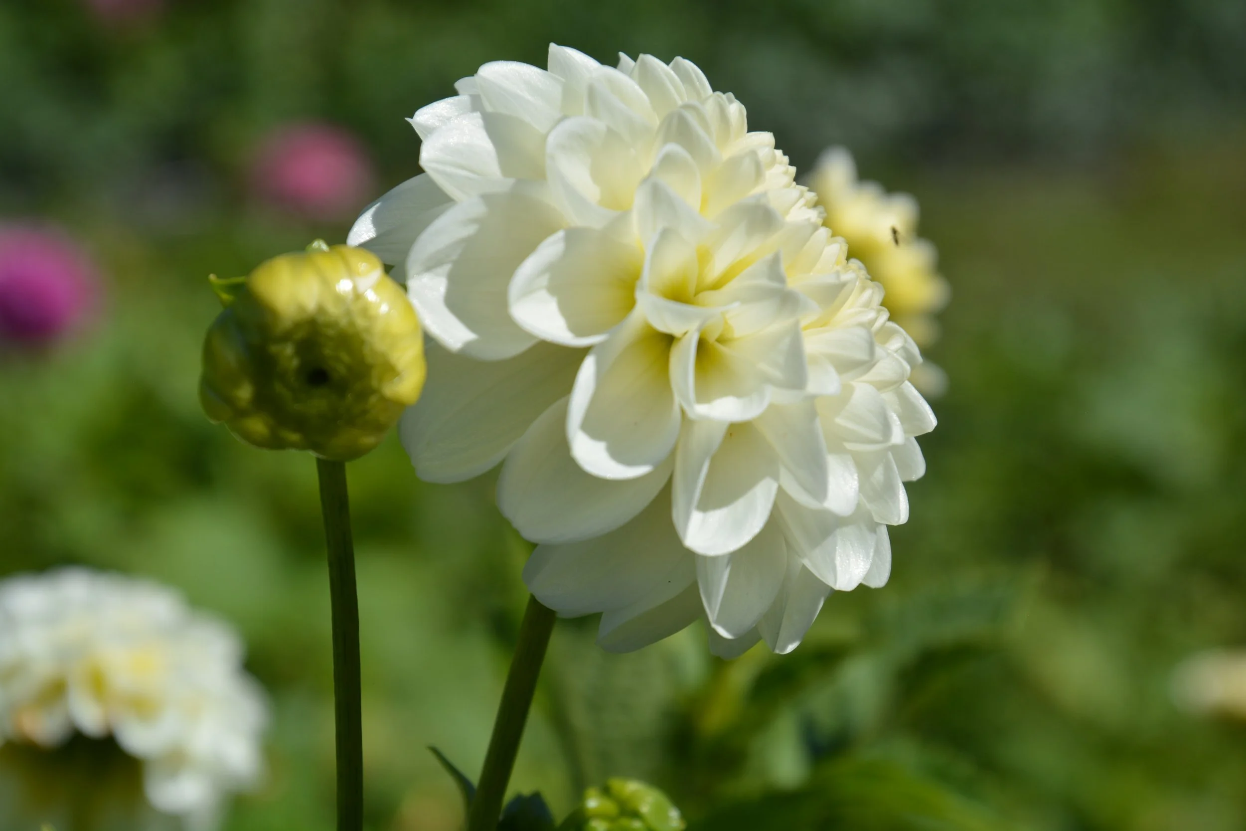 I choose you side.JPG