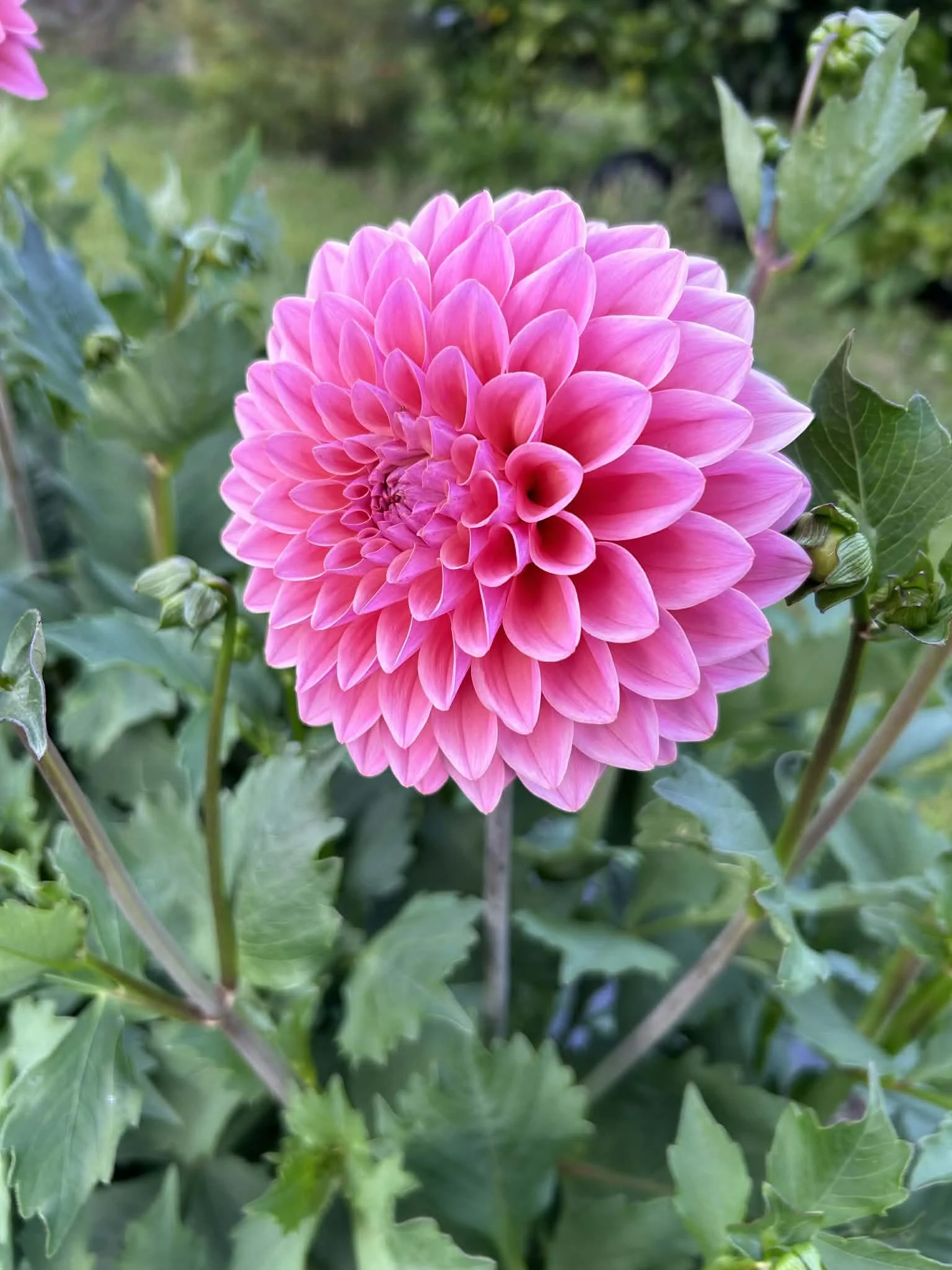 Bubbly Barb  single.jpg