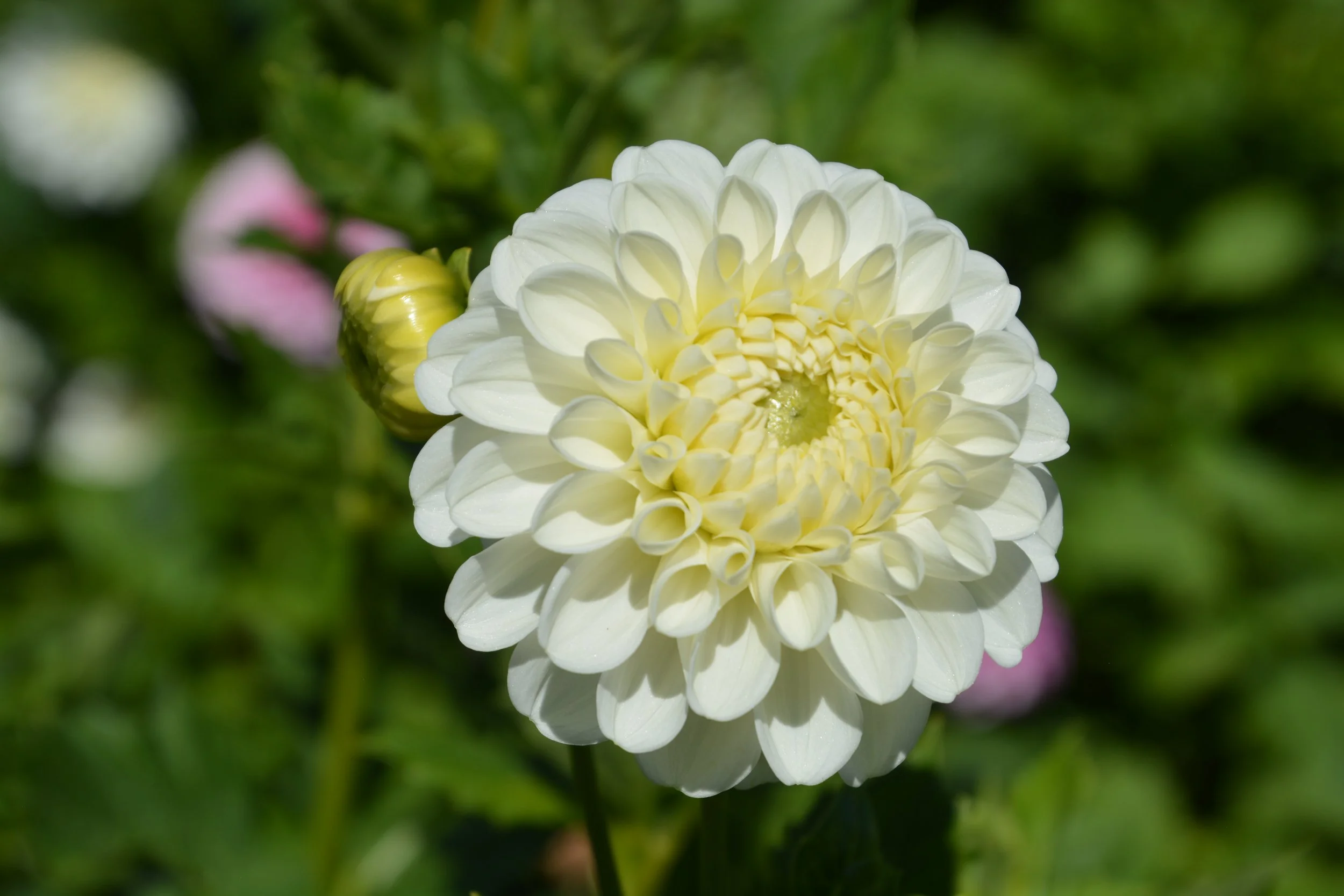 I choose you front.JPG