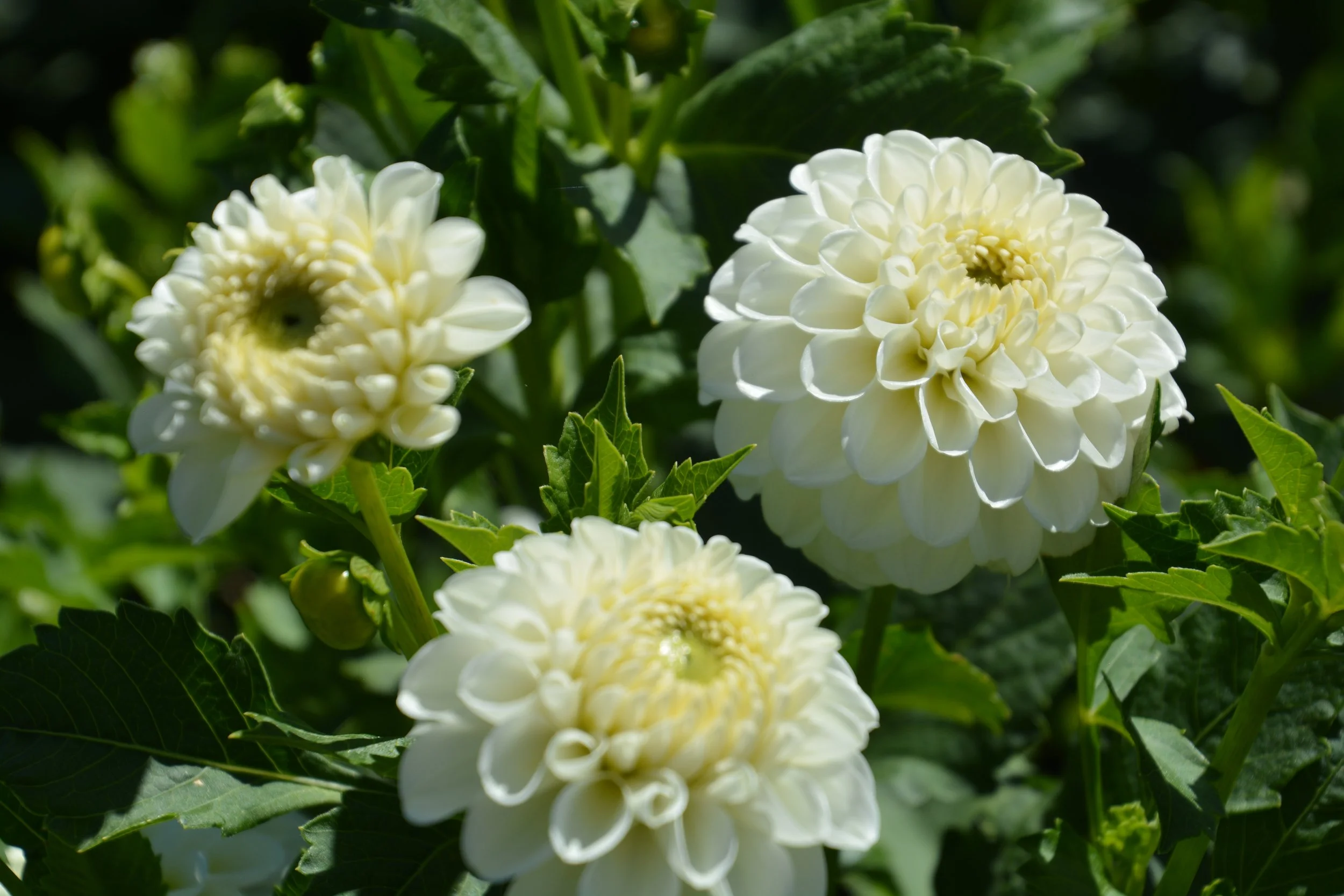 I choose you cluster.JPG