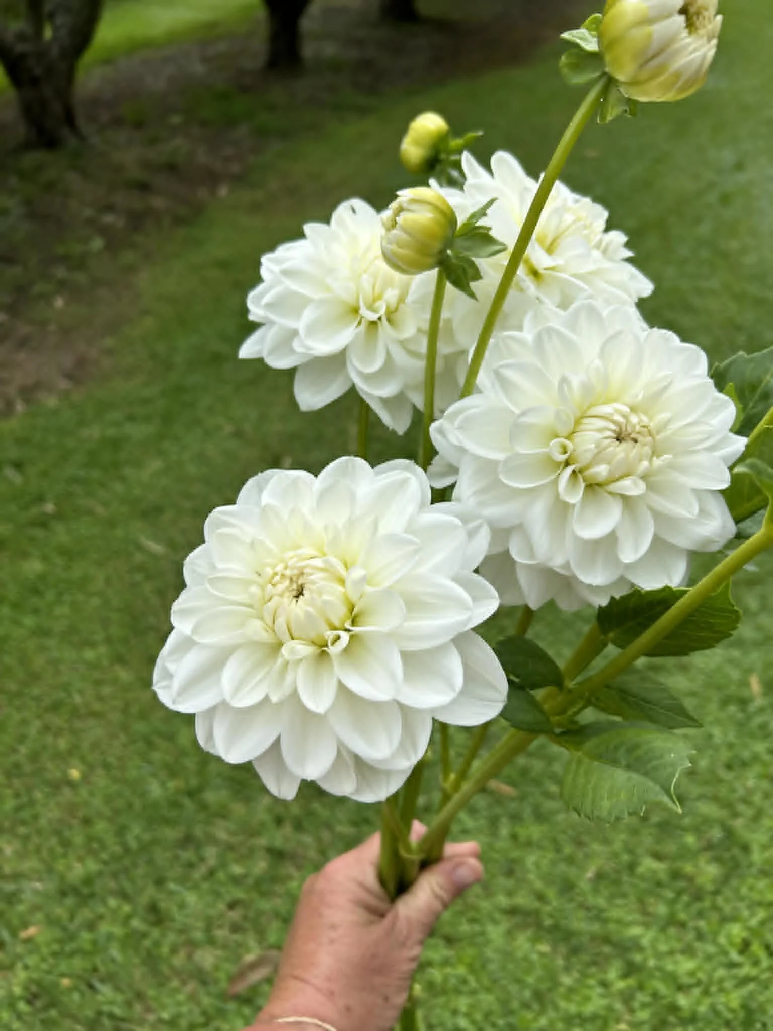 Dad's Pav.jpg
