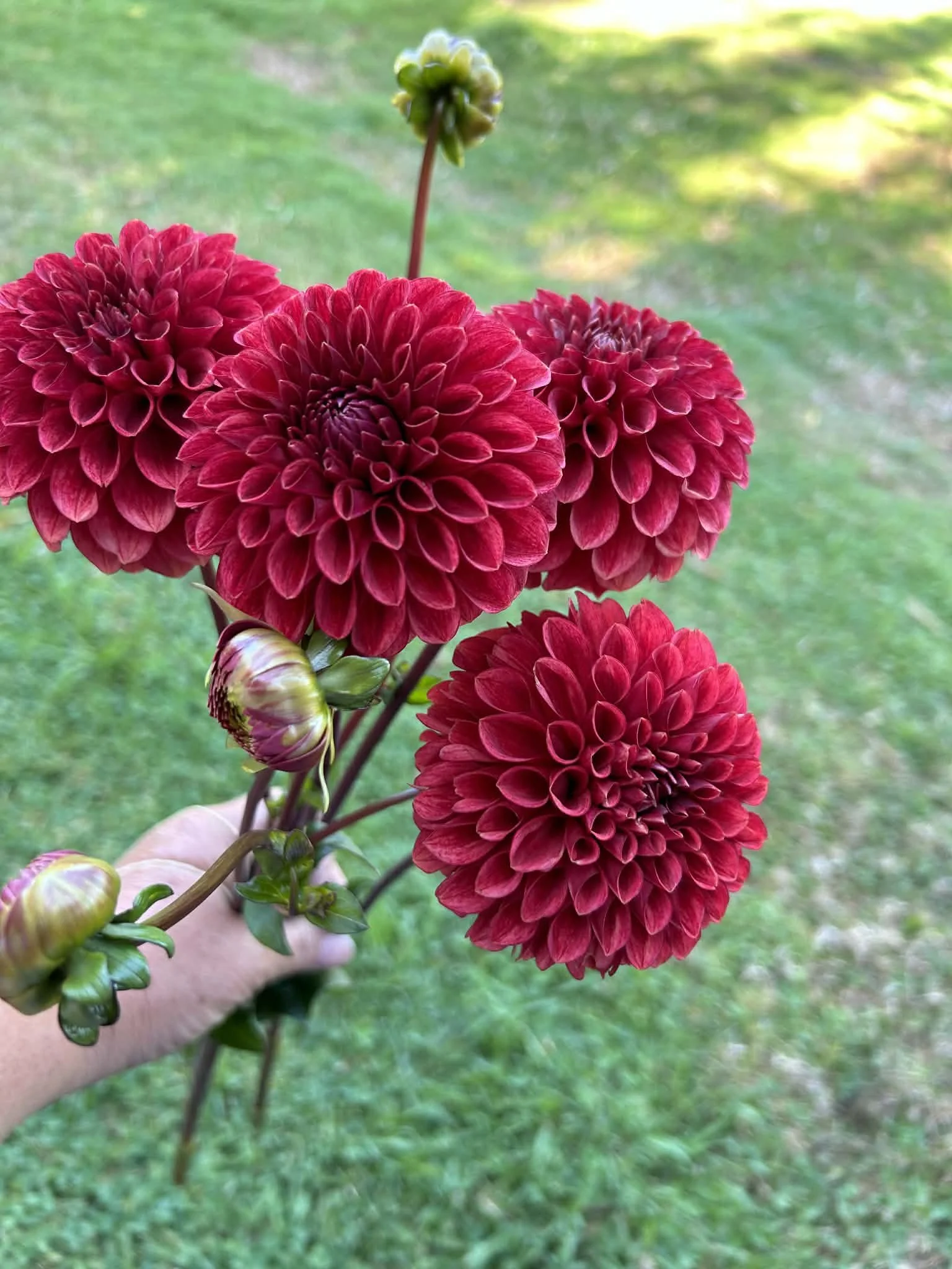 Flora's Amazing Grace