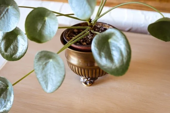 https://i.etsystatic.com/8401895/r/il/76e45d/2782784857/il_570xN.2782784857_5xw2.jpg