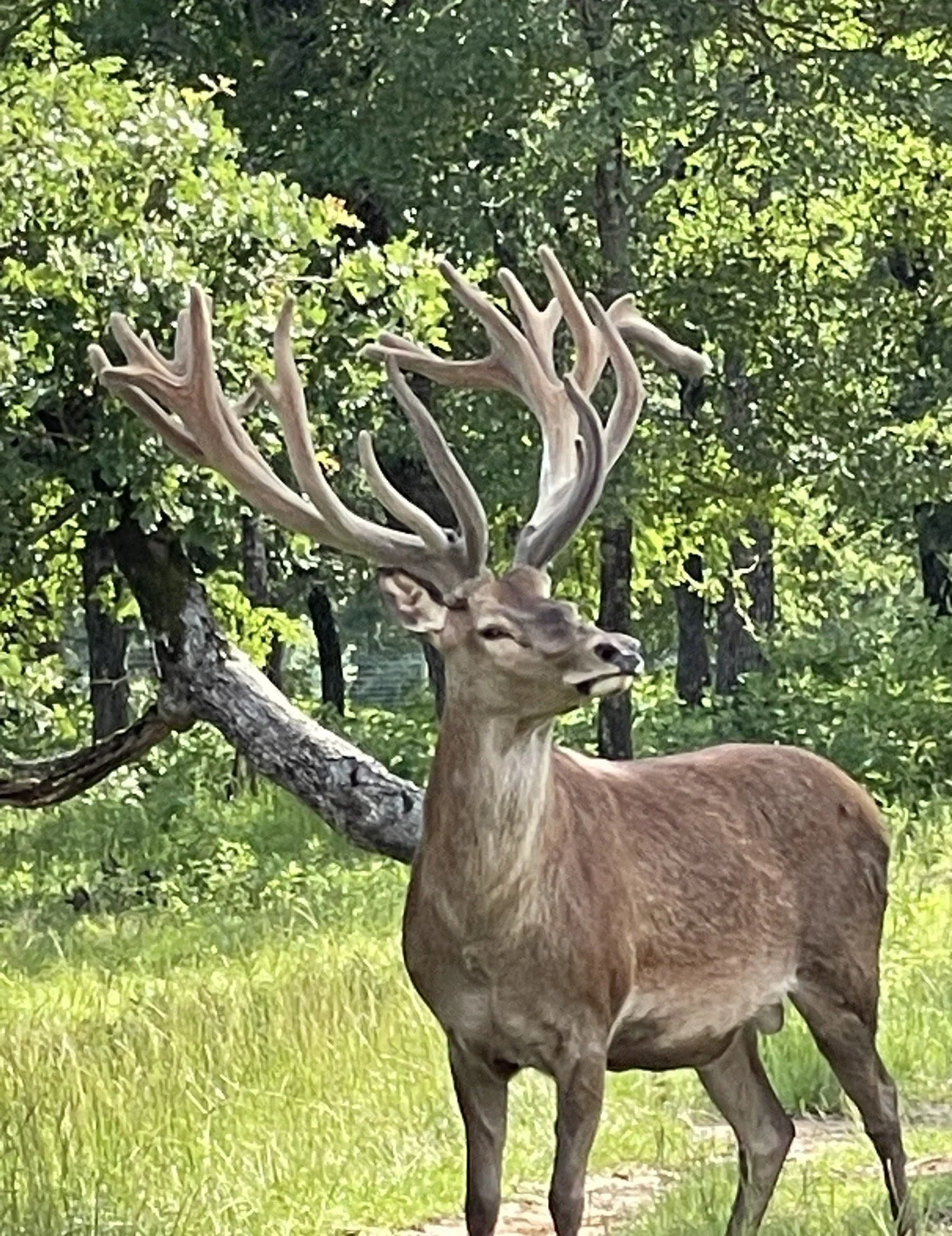A deer with large antlers standing in a lush green forest.