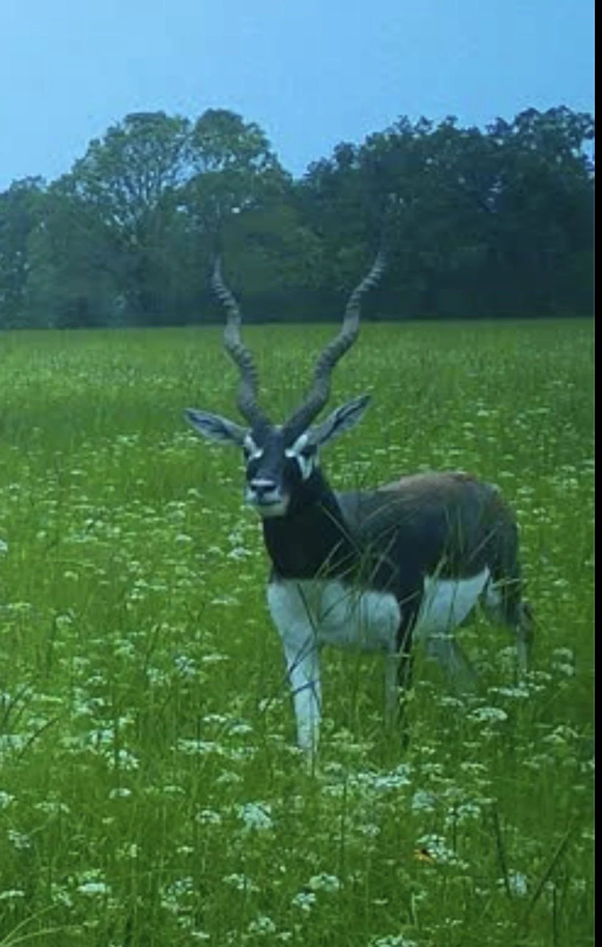 A black and white antelope with long, spiral horns standing in a grassy field with trees in the background under a blue sky.