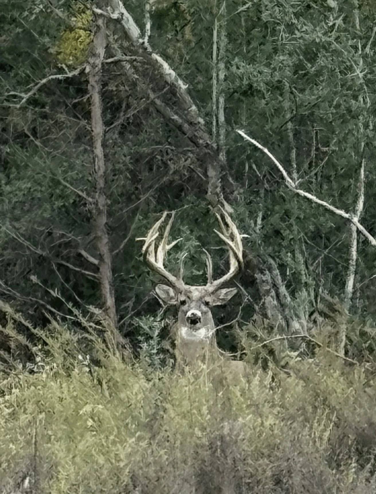A deer with large antlers standing in a wooded area at night.