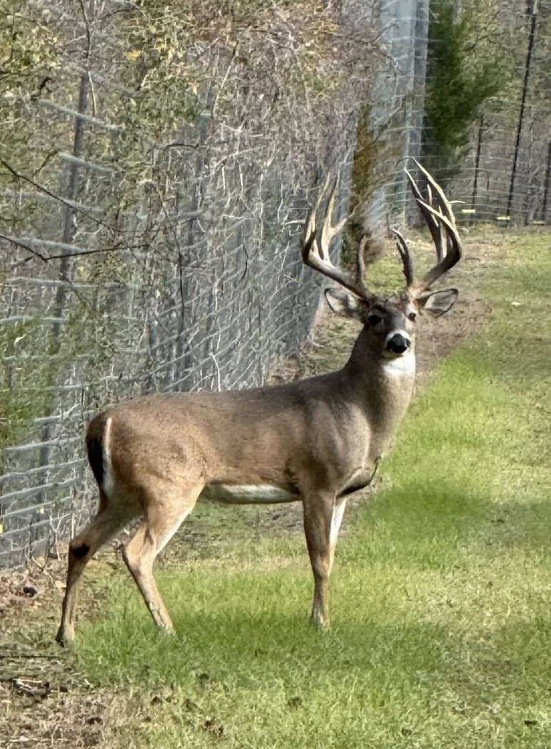 A deer with large antlers standing on grass near a wire fence