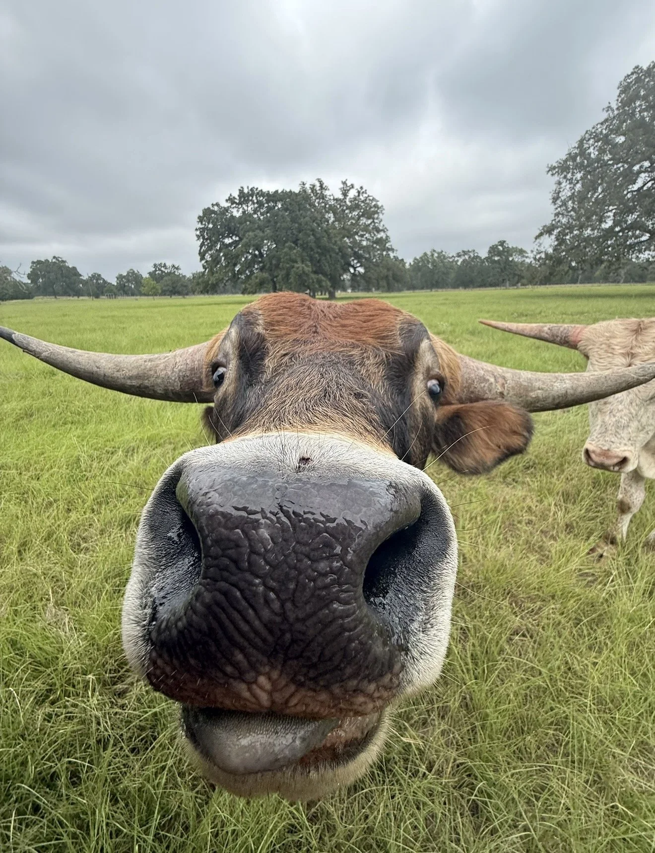 Close-up of a curious cow in a grassy field with overcast sky, another cow partially visible behind, distant trees in background.