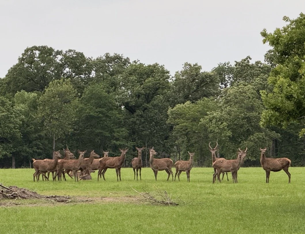 A group of elk standing on a grassy field with a background of dense green trees.