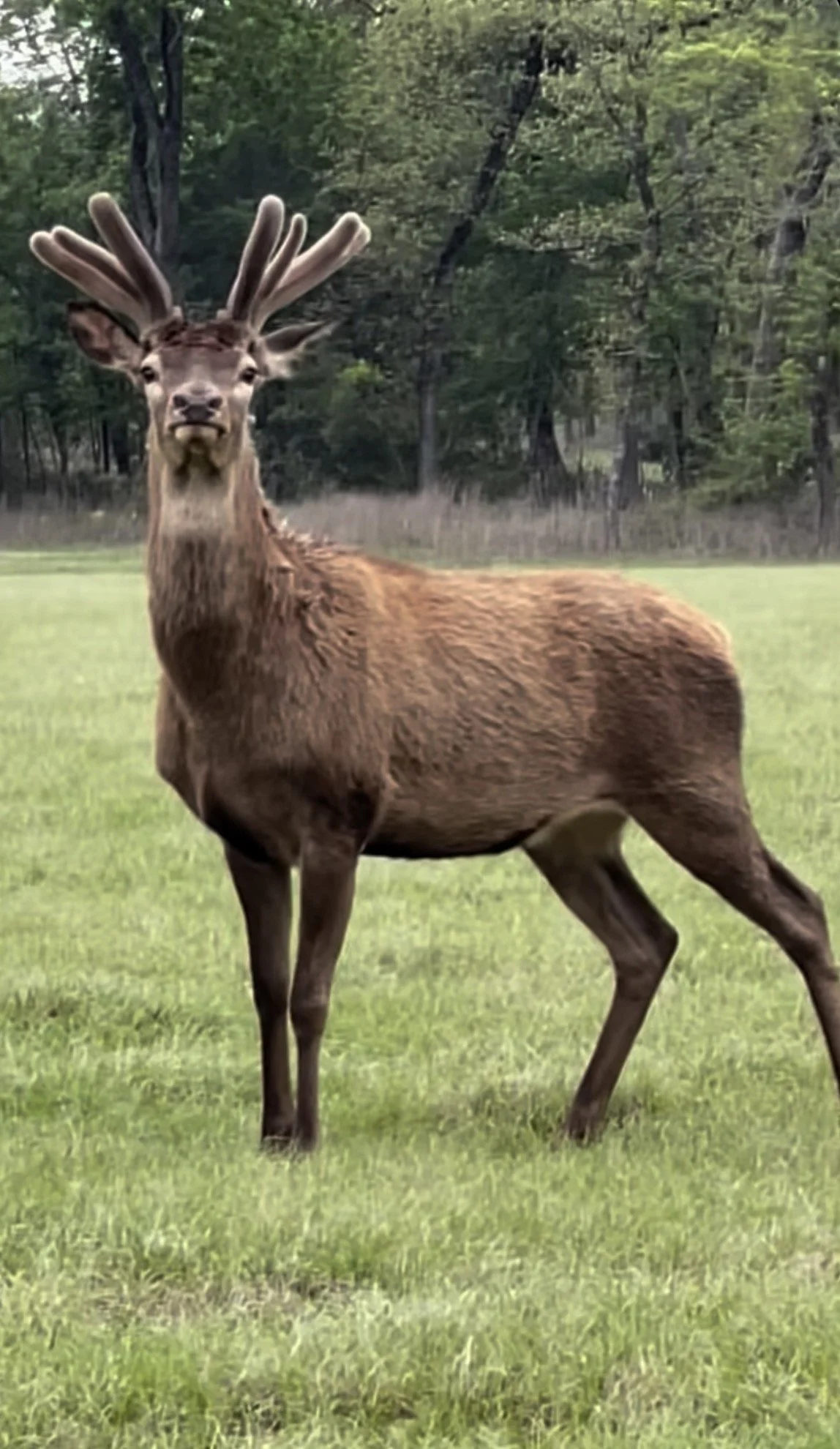 A deer with large antlers standing on grass in a forested area.