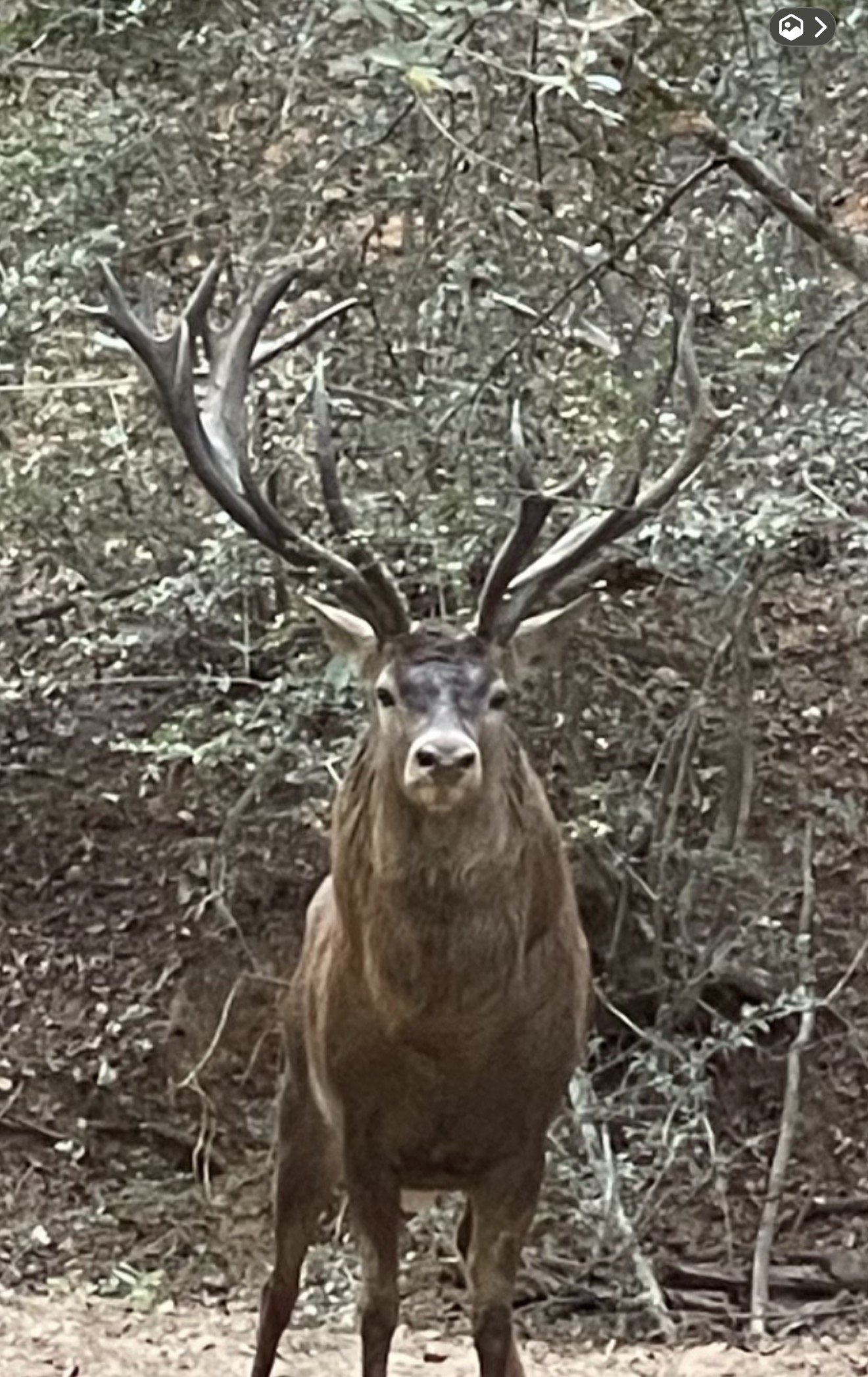 A deer with large antlers standing in a forest with leaf-covered ground and dense trees in the background.