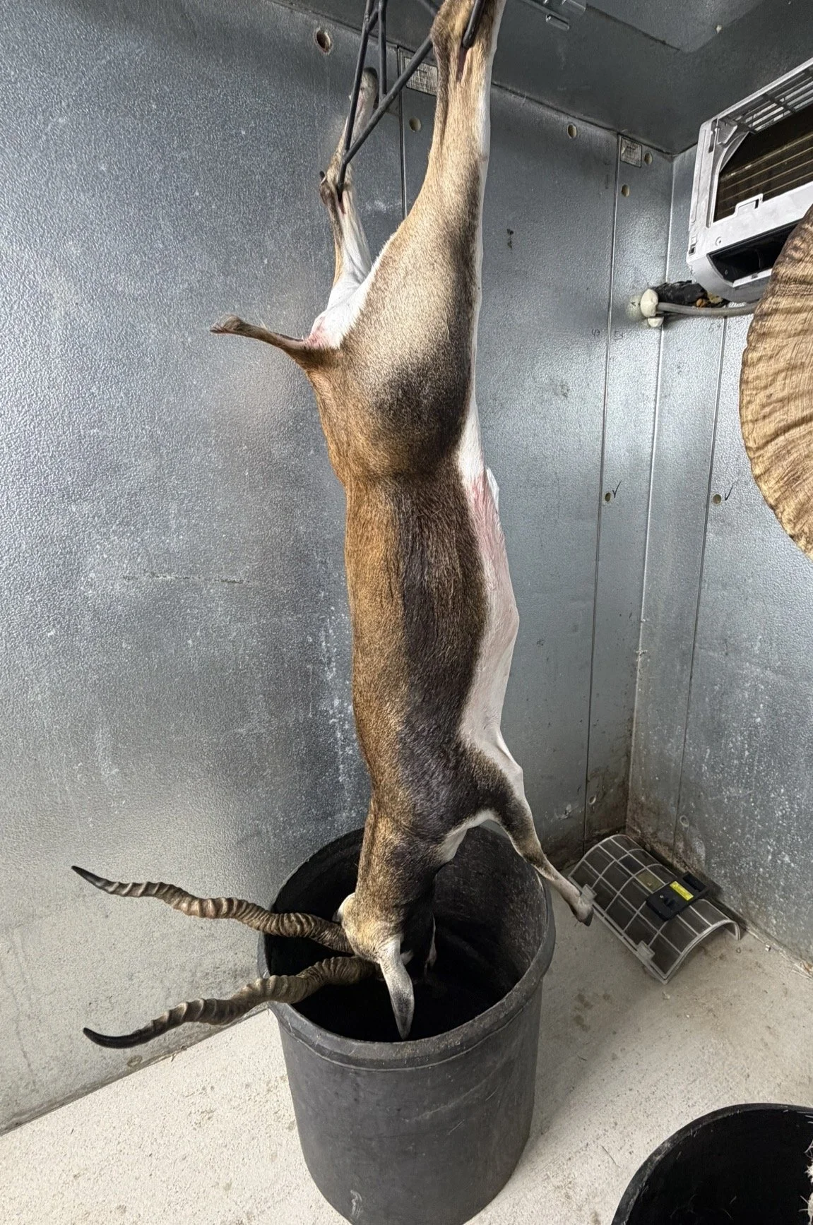 A dead animal, possibly a goat or a similar species, hanging upside down in a black bucket, in a room with metal walls. The animal has long, twisted horns and its body is mostly brown with some white patches. There is a small white appliance and a me