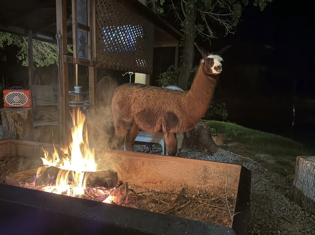 A llama standing near a campfire at night outdoors, with a wooden shelter and trees in the background.