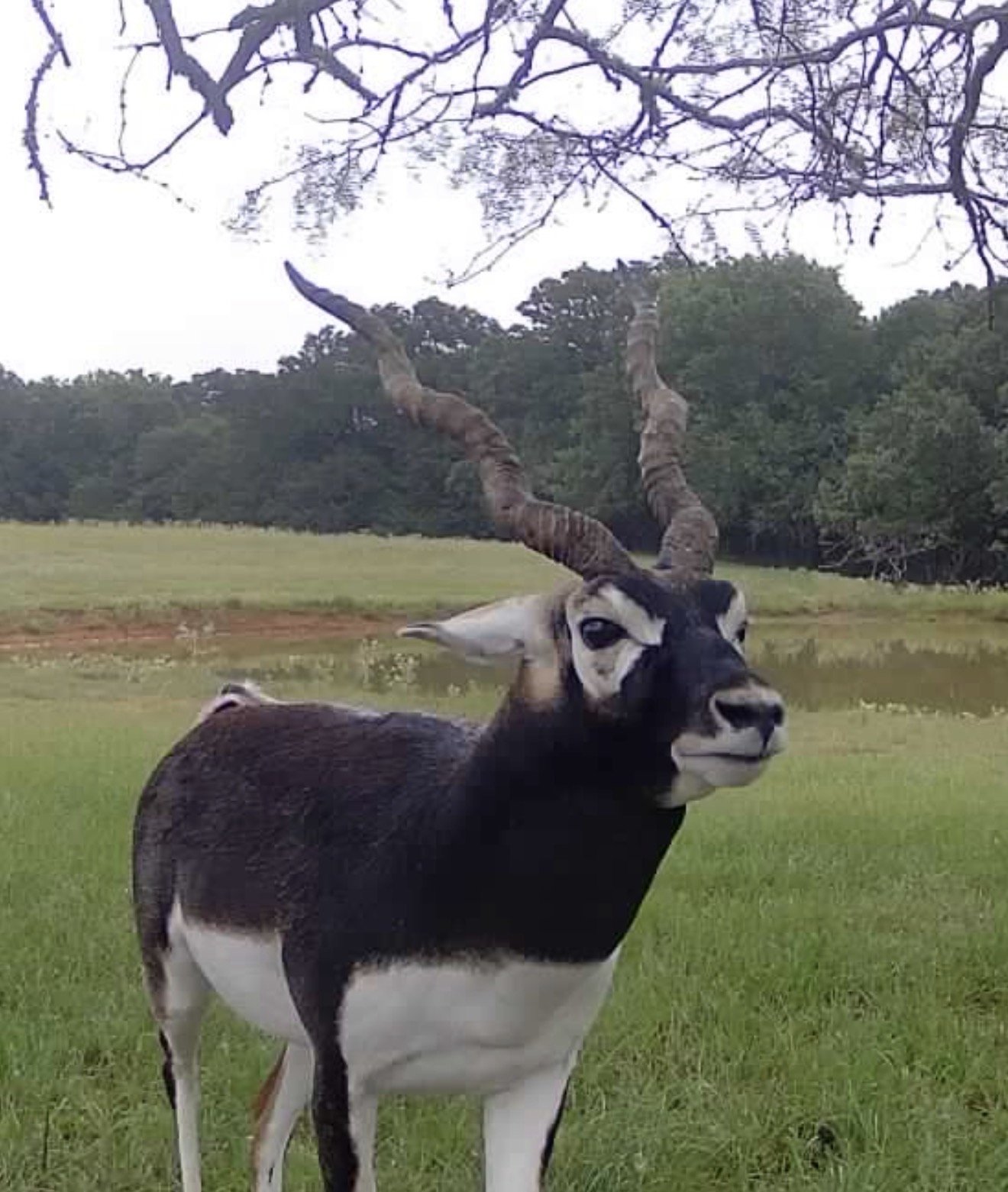A goat with large, twisted, dark brown horns and a black and white face standing in a grassy field with trees in the background.