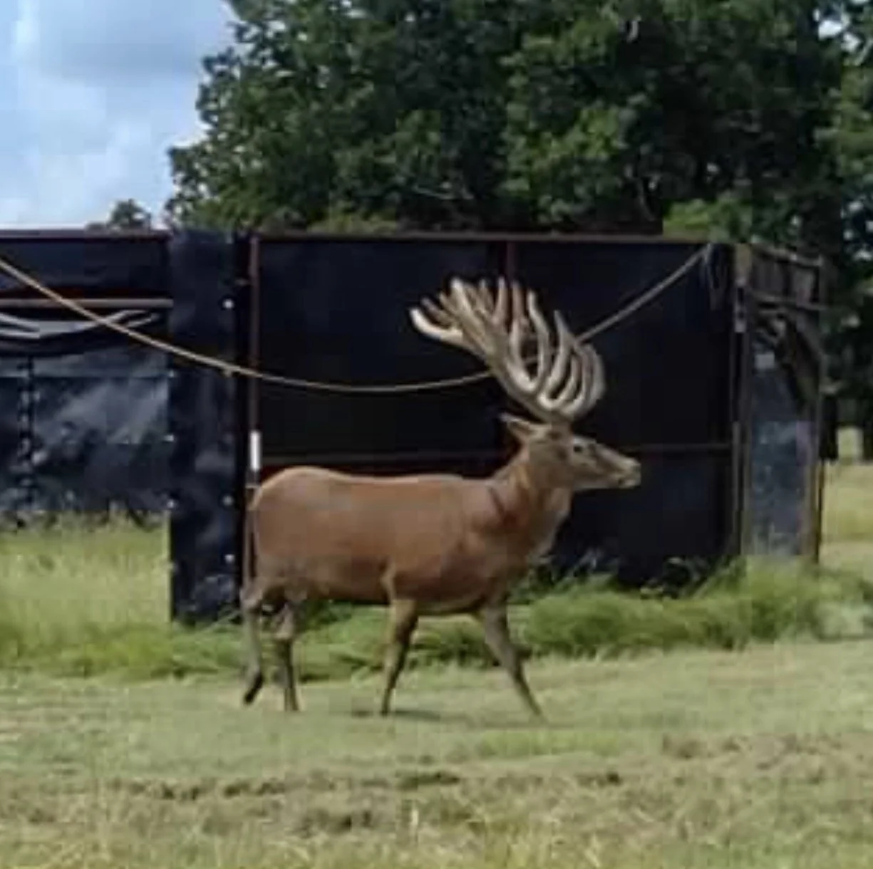 A large brown elk with impressive antlers walking in a grassy field near a black structure, with trees and blue sky in the background.