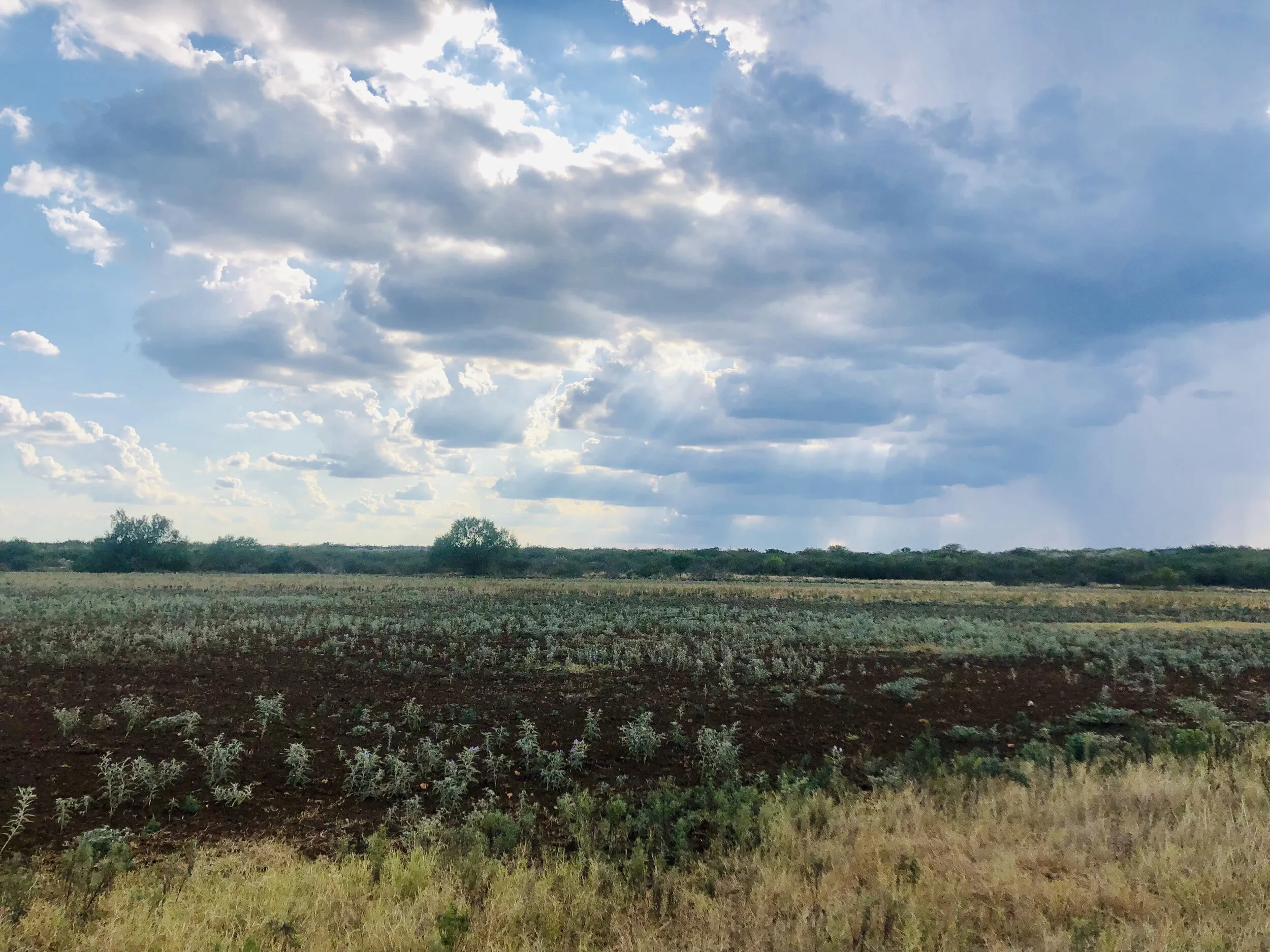 THUMBTACK RANCH — Trinity Oaks