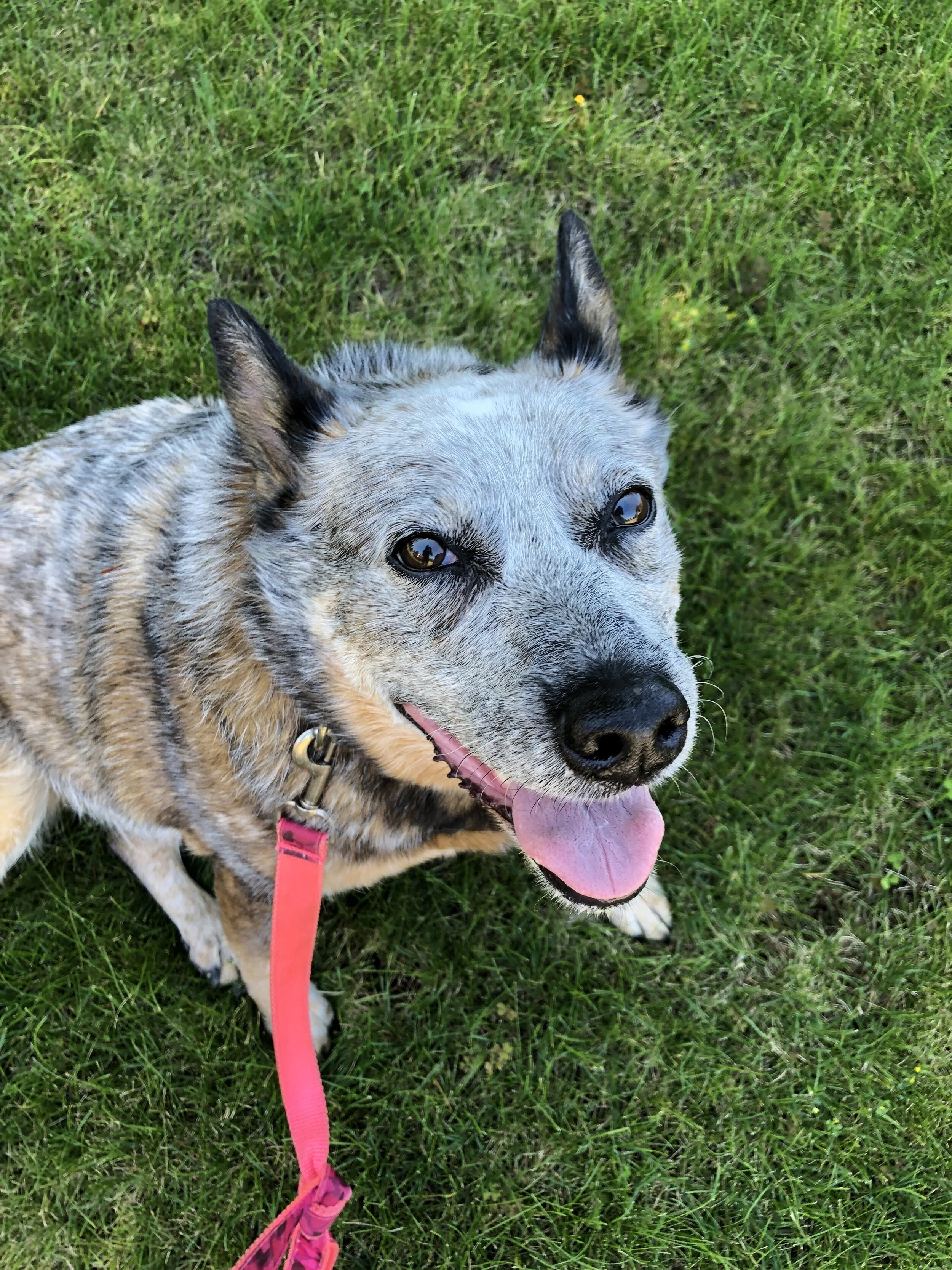 This is Frankie. Her smile lights up a room and she yips from excitement when we go out to walk.