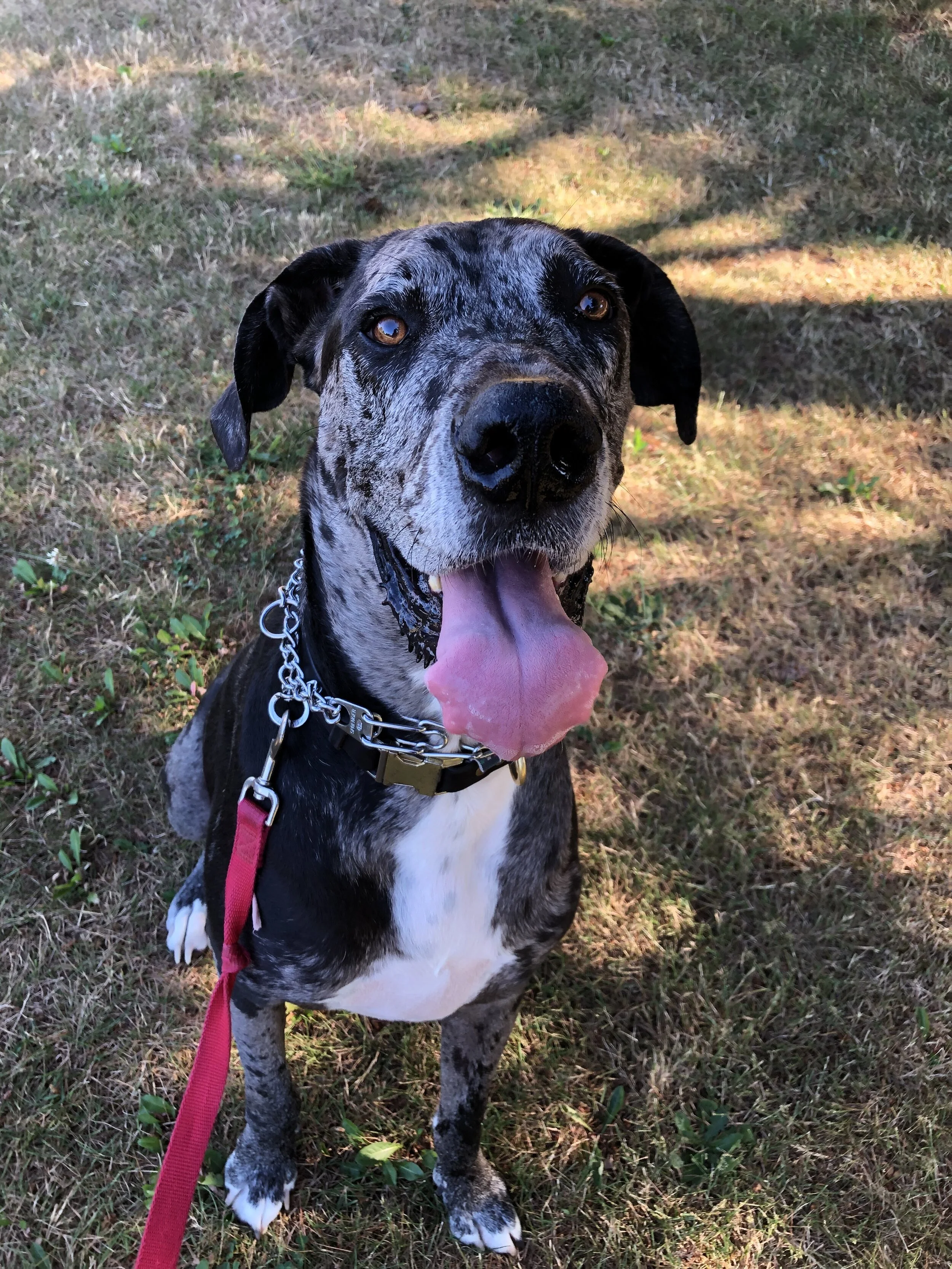 This is Kuno. He is such an easy going boy that lives for head pats and fast paced strolls.