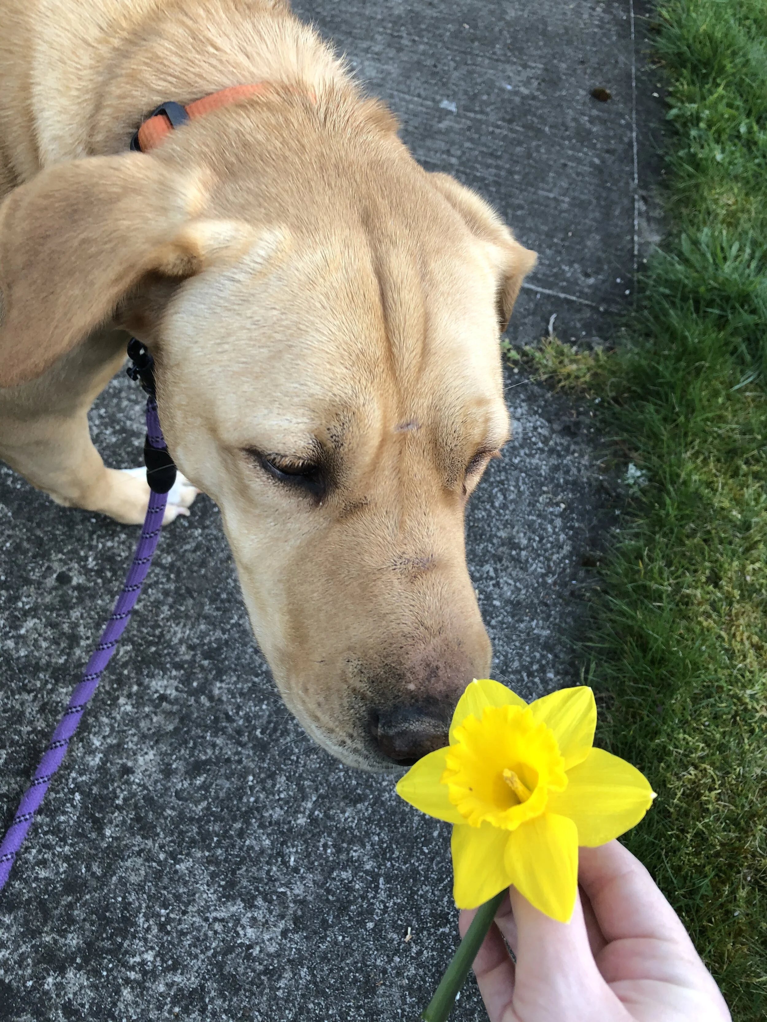 This is Tundra. She is the sweetest lady you will ever meet. She loves long walks, soft treats, and is so calm that even cats love her!