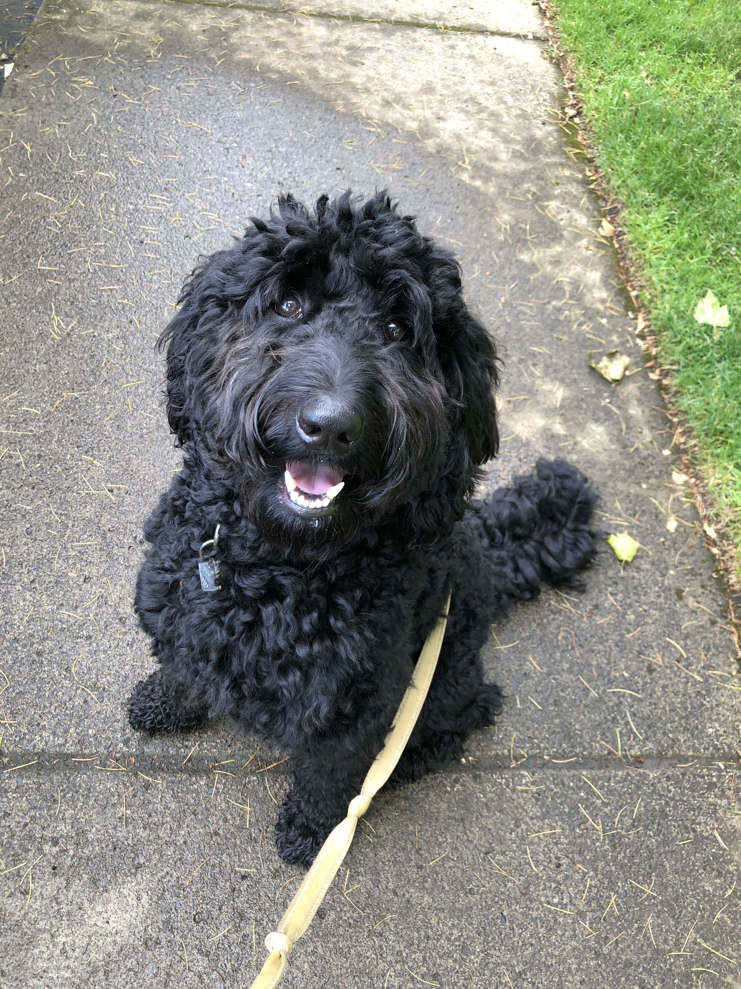This is Lenny. He attracts people wherever we go and loves ear scratches.