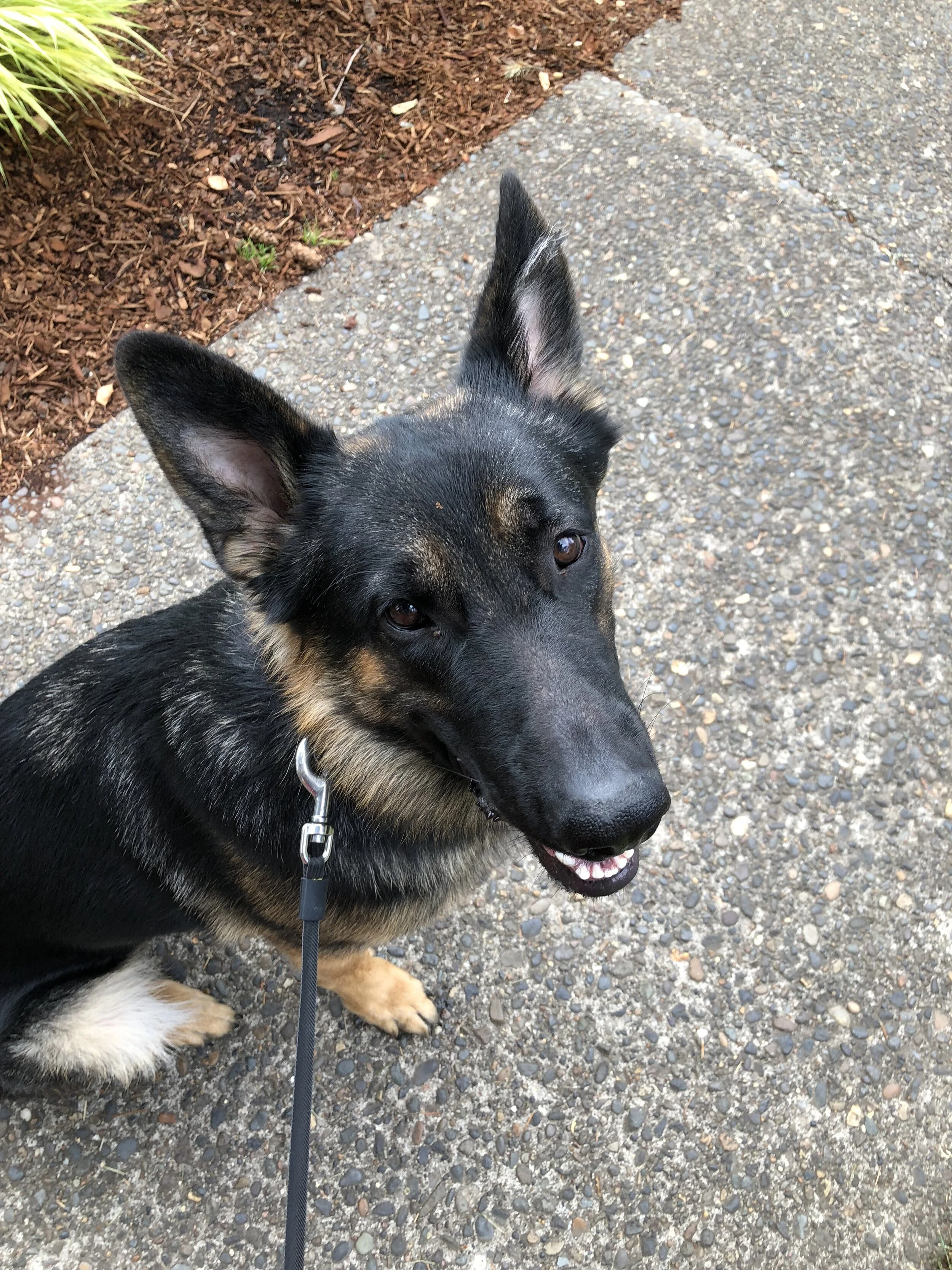 This is Storm. He is the most lovable large boy you will ever meet and just turned one!