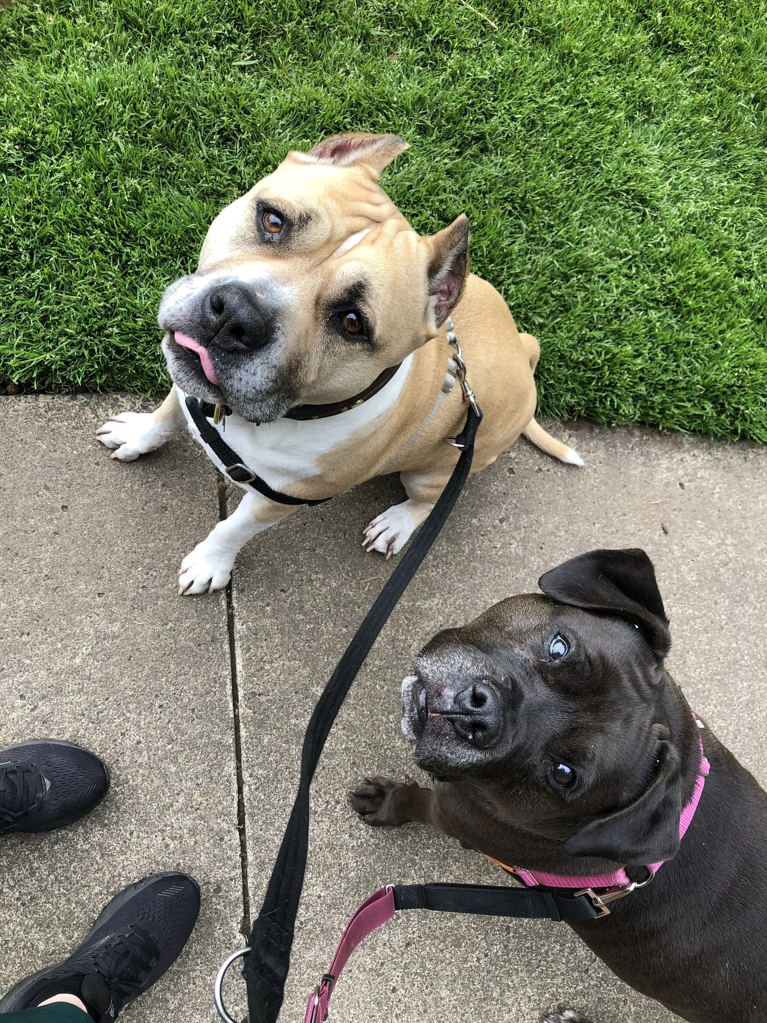 This is Guinness (tan and white) and Haley (chocolate brown) These sweeties love people and the park. Haley especially will try to take me across the street to meet a new friend.
