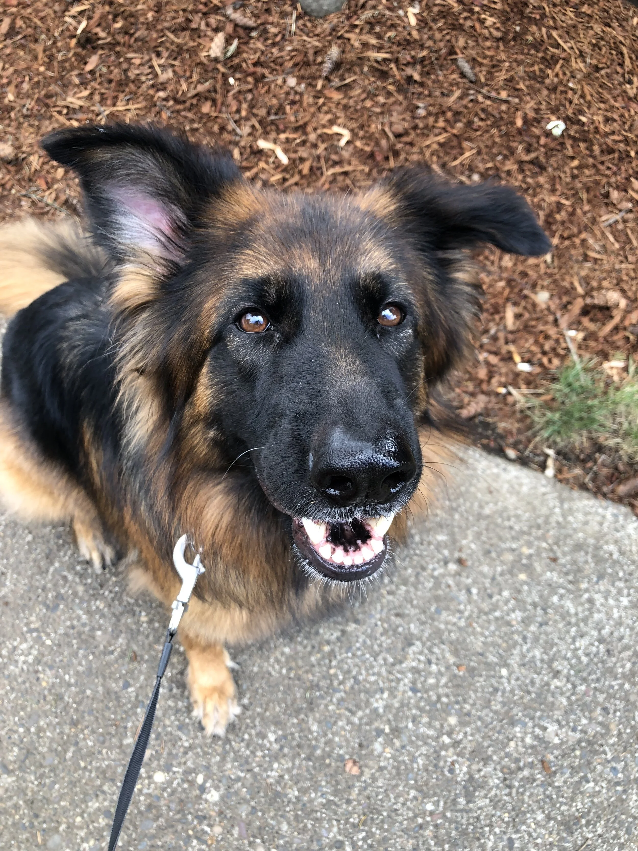 This is Luna. A good stick and a long walk are everything to this girl. 