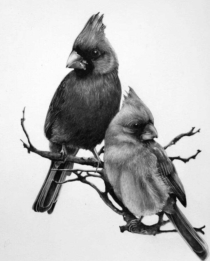  A Pair of Cardinals.jpg