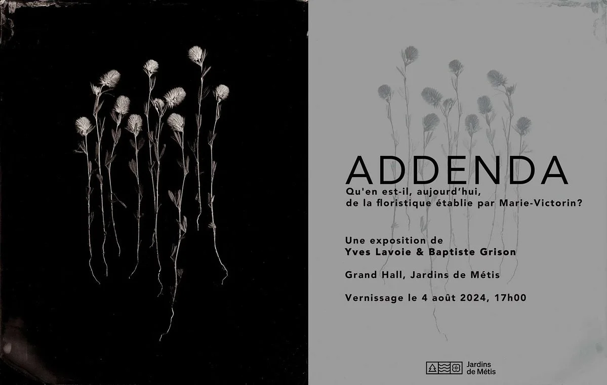 Environ 30% des esp&egrave;ces v&eacute;g&eacute;tales du Qu&eacute;bec viennent de l'ext&eacute;rieur du continent. C'est pratiquement toutes les plantes que je croise quand je prends une marche.

ADDENDA, ma nouvelle expo en collaboration avec @gri