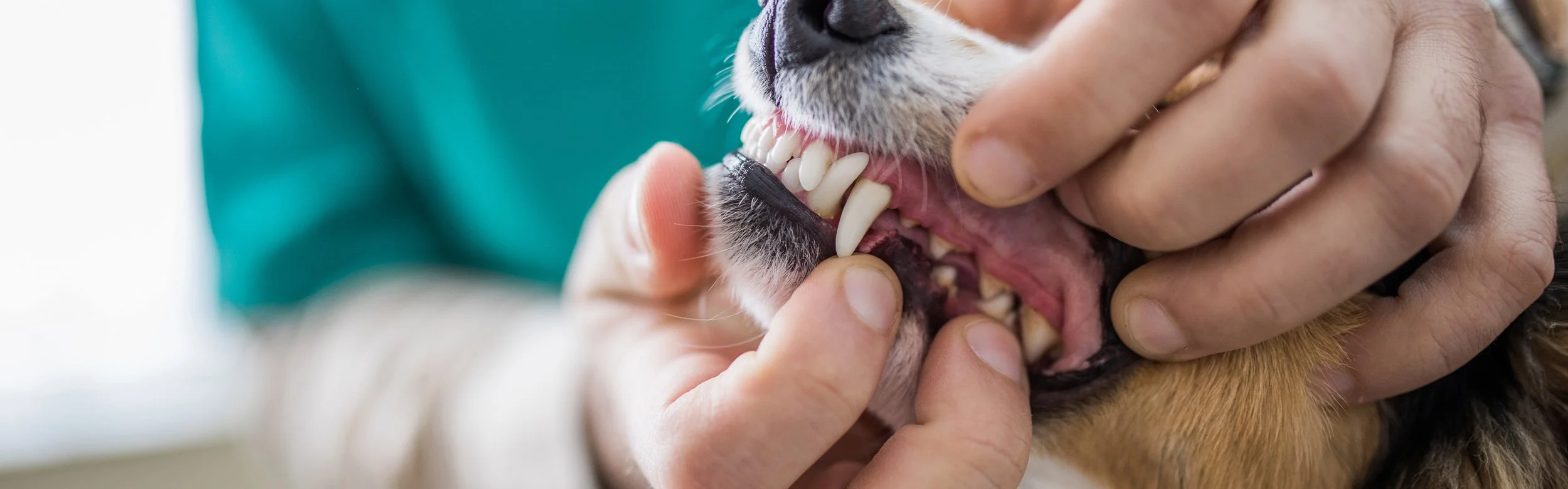 VETERINARY DENTISTRY — Oral Biology