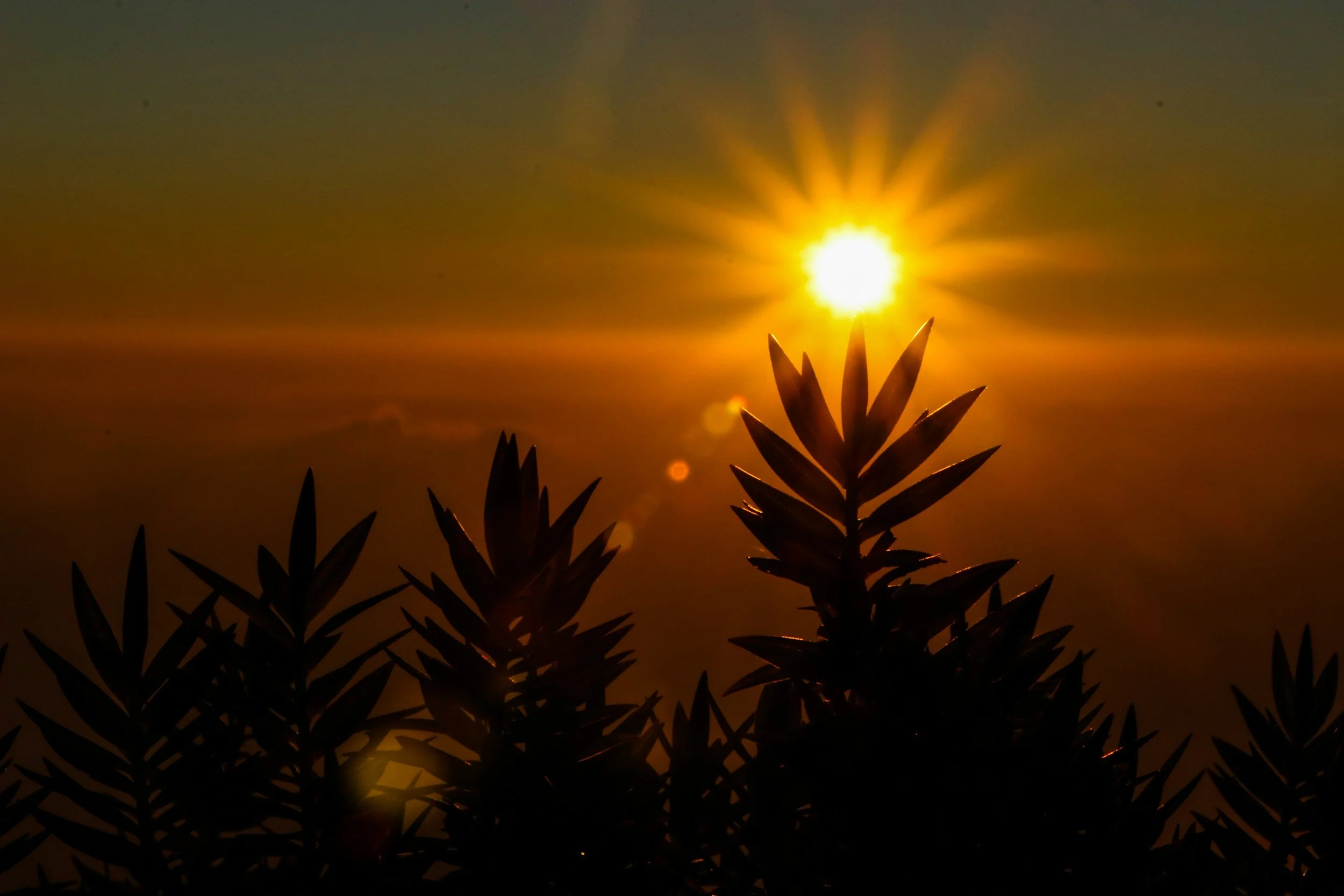 Silhouette of three people standing on a cliff overlooking the ocean at sunset, raising their arms in celebration.