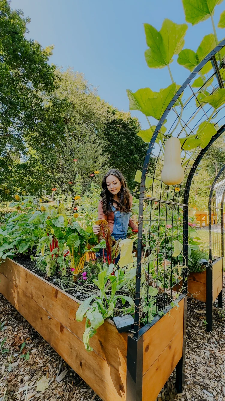 Dagny Kream harvesting in her backyard garden