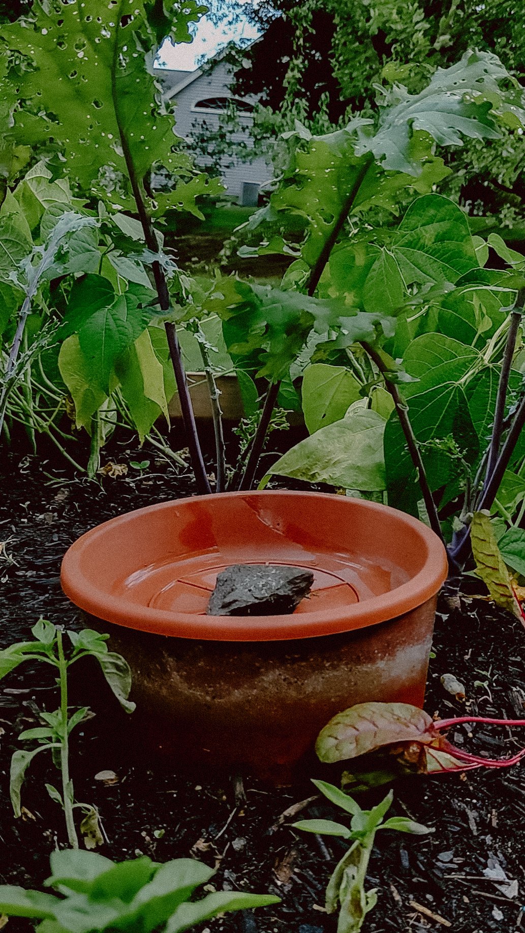 How to make DIY Ollas: Low Tech Self-Watering Systems for Plants