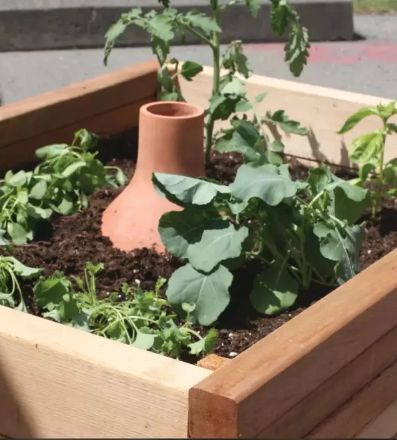 Olla Watering System everything you need to know to get started