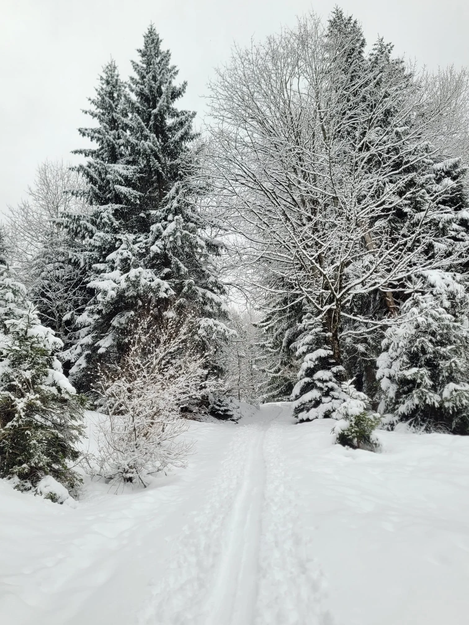 Wandern für die Seele - Schneeschuhwanderung in Lenggries
