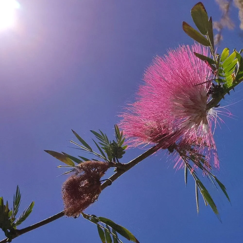 Vortrag zu Resilienz und Trauer