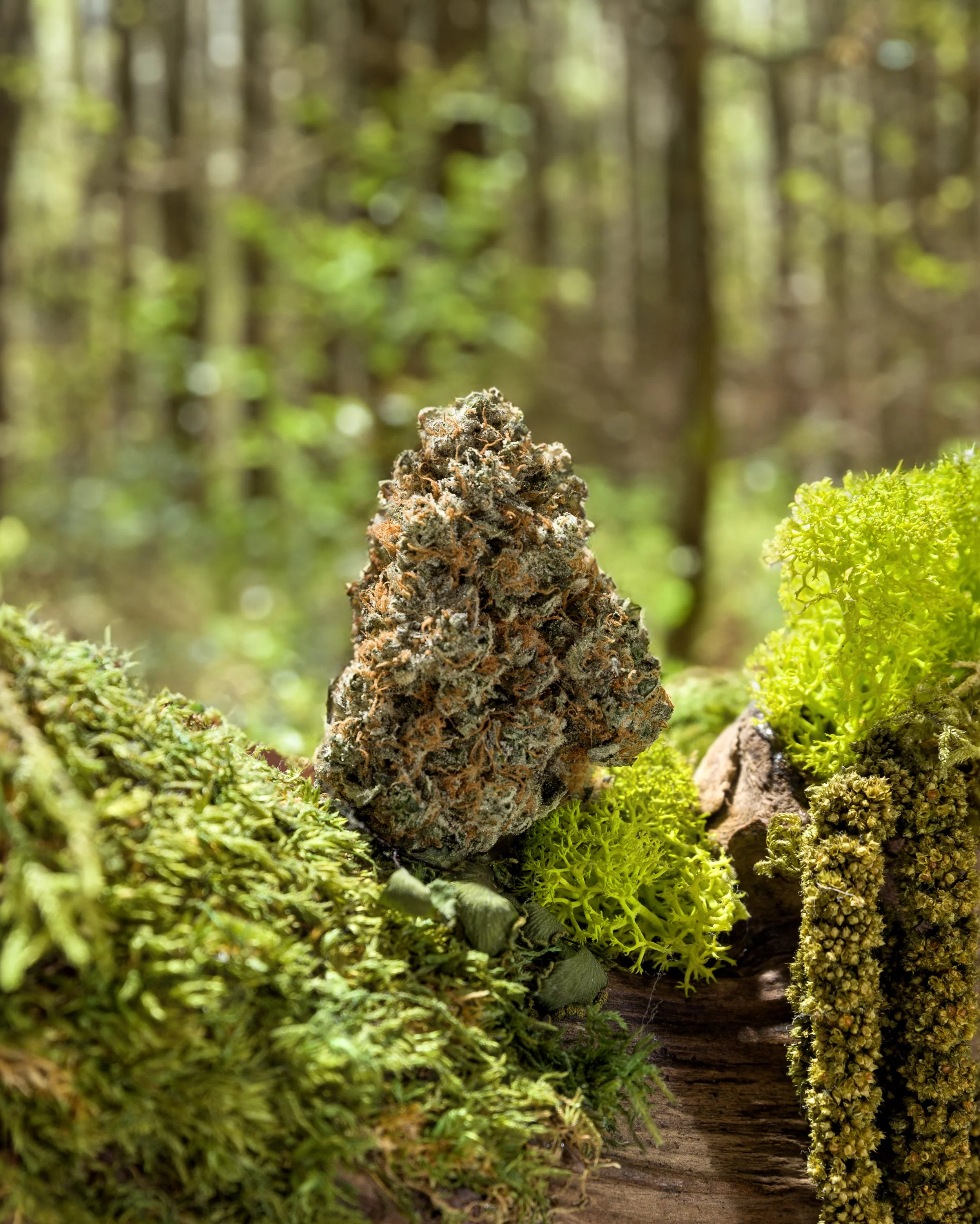 blast_chiller_forest copy.jpg