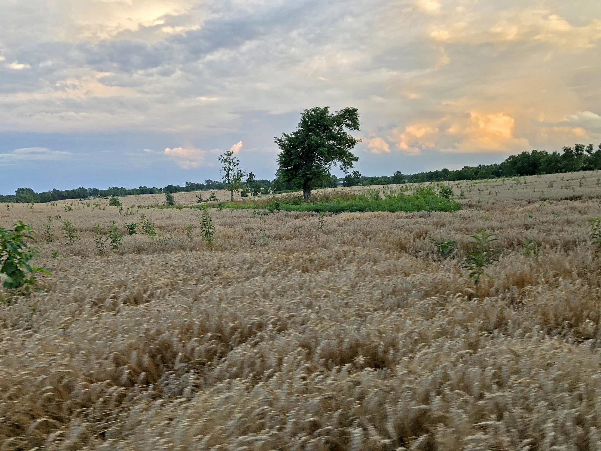 Northwest Property - Not developed and currently growing soybeans and wheat. Northwest field, wheat planted.