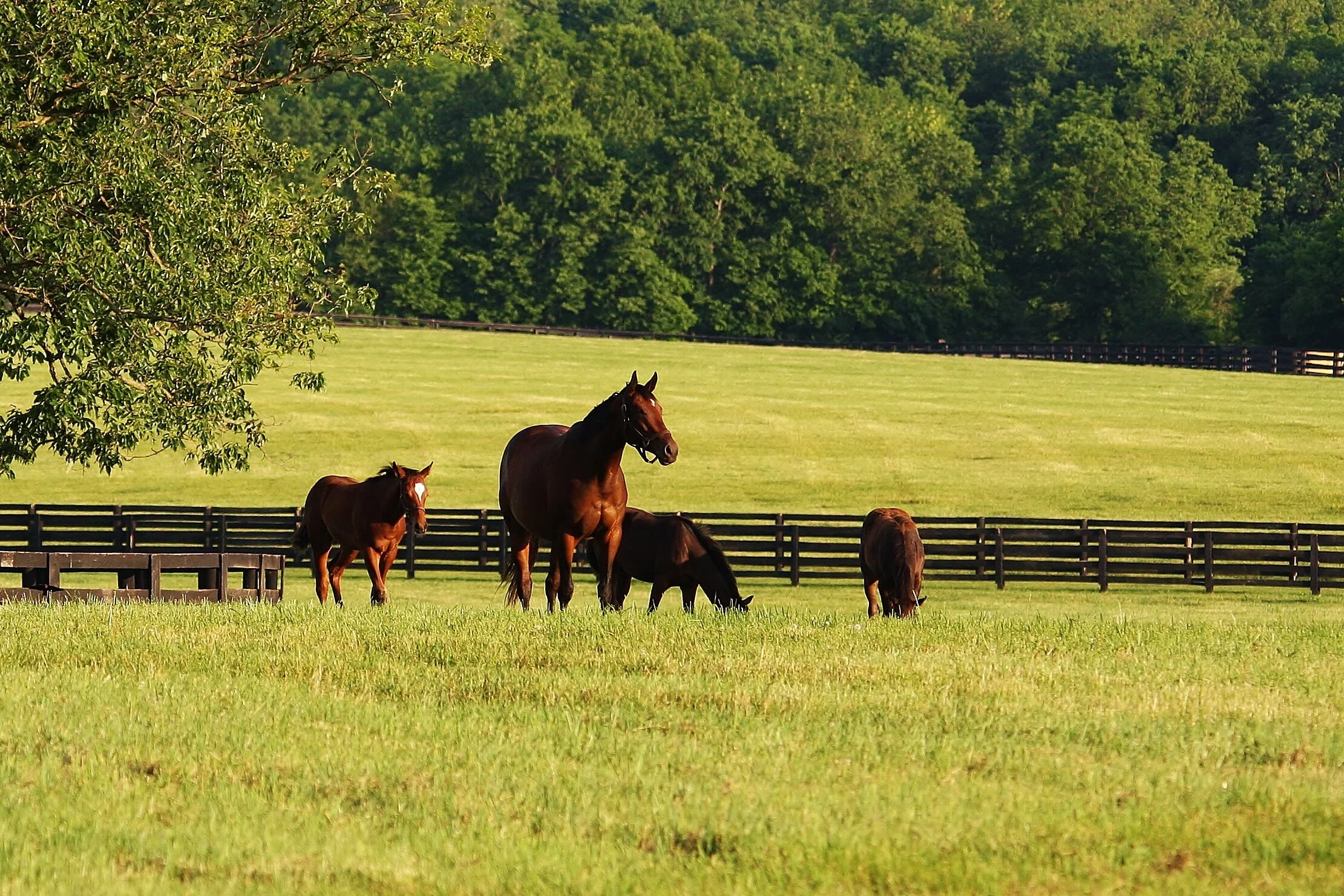 Benson Farm Paris, Kentucky