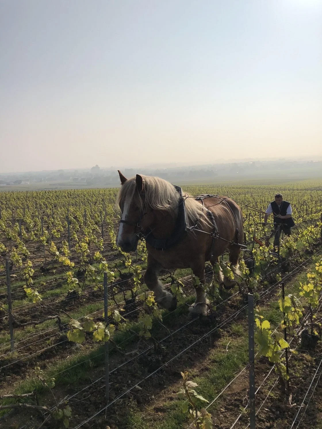 Beno&icirc;t Lahaye and his horse work tirelessly to make amazing champagne for you to enjoy. Come try it and a huge lineup of other French wine and spirits next Wednesday at our French showcase! 

Lahaye is a benchmark grower-producer in Bouzy, work