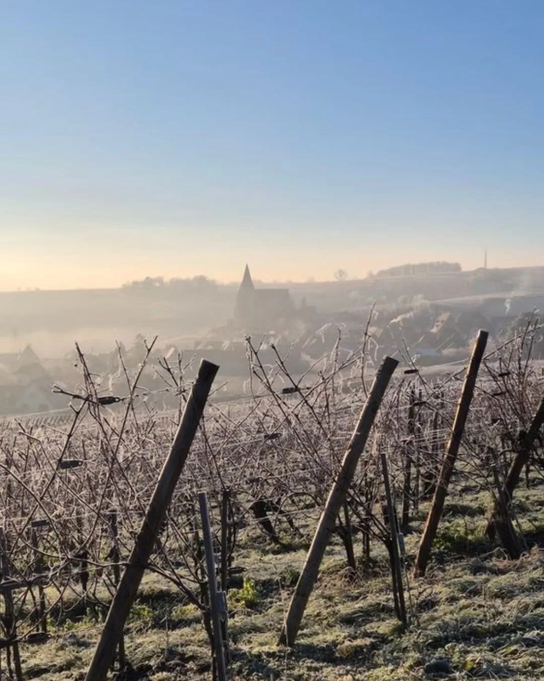 You may have already noticed her labels on the shelves of your favorite wine shops or featured on your neighborhood restaurants&rsquo; menu, but allow us to introduce our newest French producer partner, Sophie Schaal!

Nestled in the foothills of the